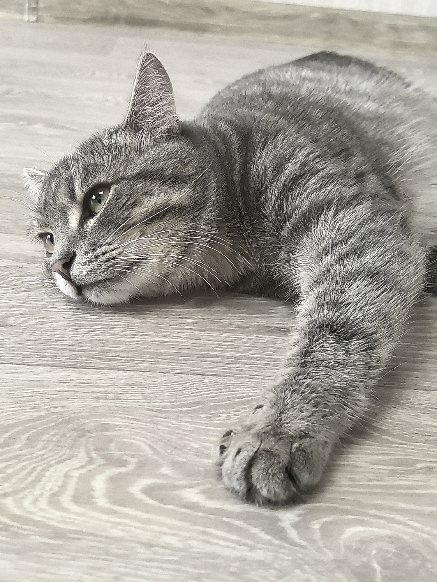 A grey tabby cat lies on a light-colored wood-grain laminate floor. The cat is resting its head and one outstretched paw on the floor. The scene appears to be indoors. There is no evidence to indicate the specific location or city.