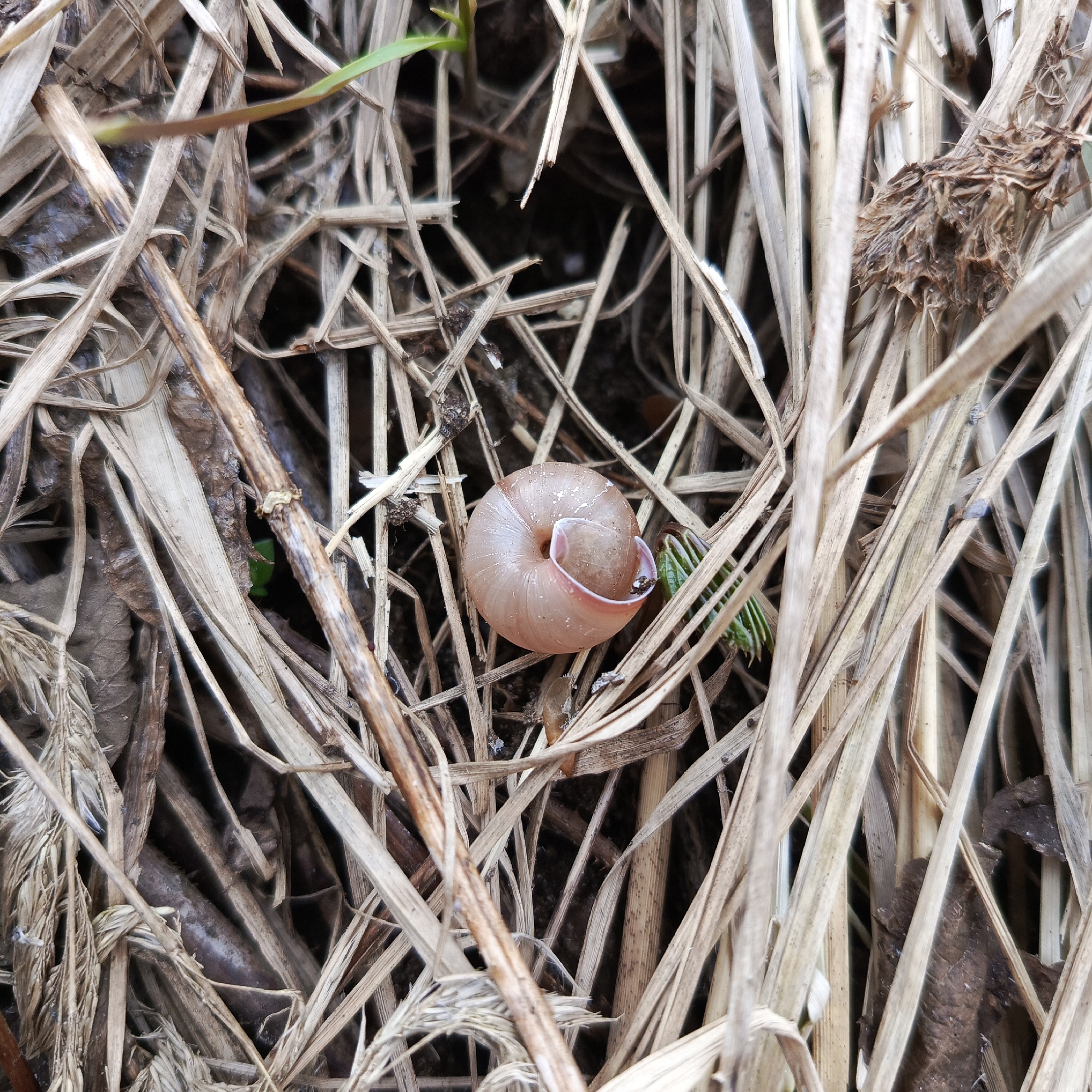 The image shows a small, light-pink snail shell resting among dry, brown grass and plant debris. The location is specified as the city of Chaikovsky, Russia. The scene depicts a close-up view of the snail shell within its natural environment of decaying vegetation. No people, actions, or interactions are visible.