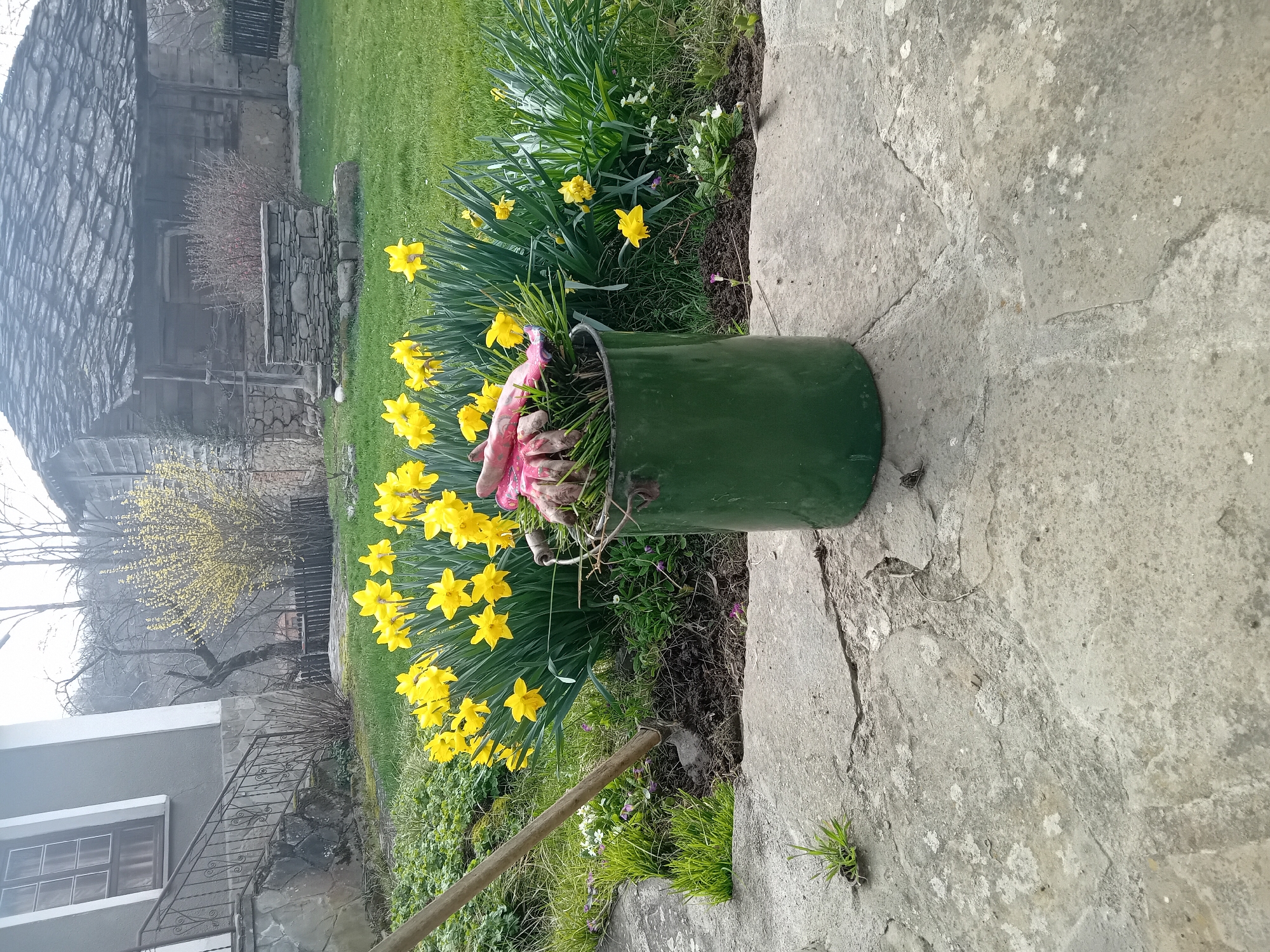 The image shows a green metal bucket filled with yellow daffodils and pink gardening gloves on a concrete surface. Next to the bucket are more daffodils growing along the edge of a grassy area. An old building is visible in the background, suggesting a rural or older part of a city. A yellow-flowered shrub is also in the background. A hoe lies near the flowers, indicating gardening activity. The location is indicated as "Unknown, Unknown."