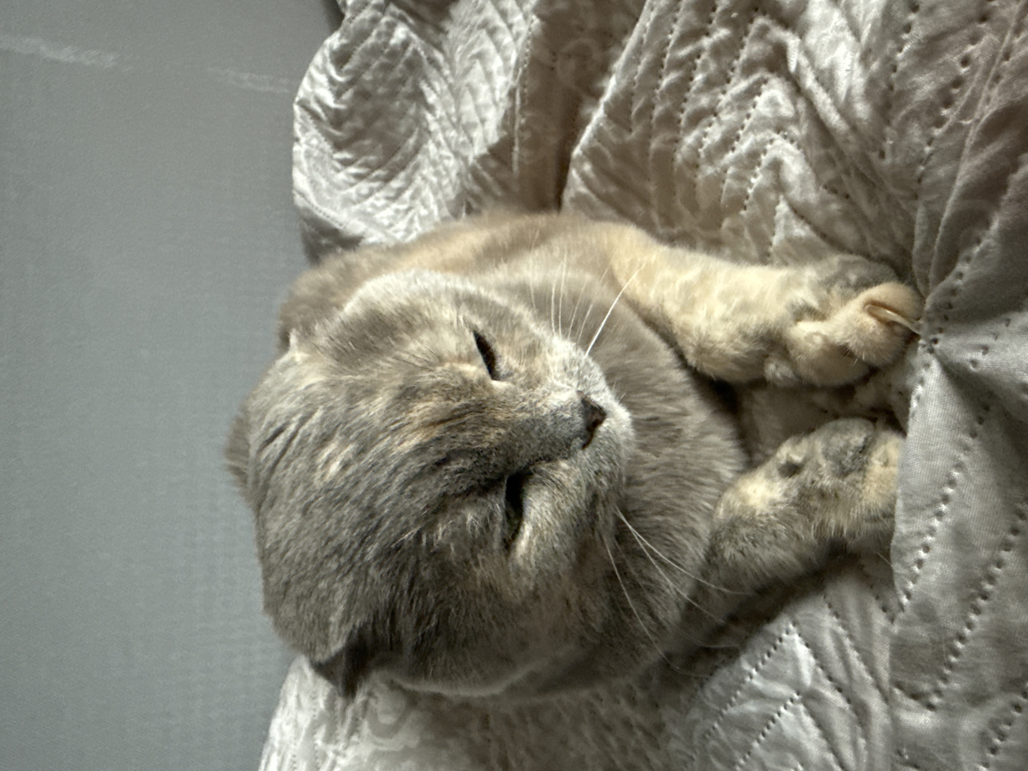 The image shows a Scottish Fold cat resting on a white, textured blanket. The cat has grey and cream-colored fur and is looking down with its eyes partially closed. Its ears are folded forward, a characteristic of the breed. The cat's paws are crossed in front of it. The background is a plain, light gray wall, suggesting an indoor setting. The scene does not provide any information that would allow for a specific location within Mamony, Russia, to be identified.