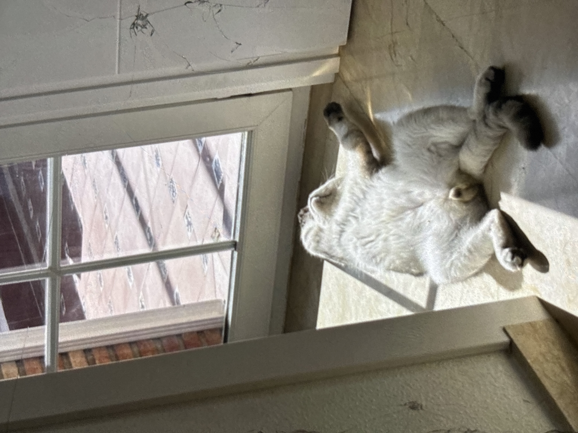 In the city of Orihuela, Spain, a light-colored cat is lying on its back on a tiled floor, basking in a patch of sunlight that streams through a large window. The cat's legs are splayed out, and its belly is exposed to the warmth. The floor appears to be made of light-colored stone or tile, with some areas of shadow. The window has a grid of panes and a white frame. Beyond the window, an outdoor tiled patio is visible, with sunlight casting patterns on the ground. The environment appears to be indoors, likely a home, with a wall visible to the left and right of the window.
