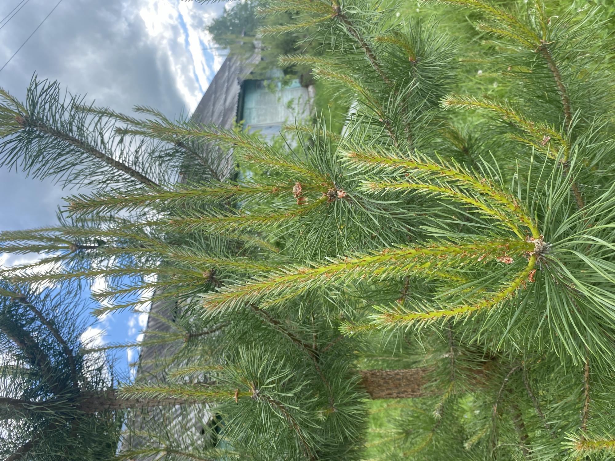 The image shows a close-up view of a pine tree branch with long, green needles. The tree's trunk is visible in the center of the image, and the branches extend outwards. In the background, there is a glimpse of a building with a grey roof and green walls. The sky is cloudy with patches of blue visible. The location is suggested to be Puzhmes'-Tuklya, Russia. The image appears to be taken during the day.