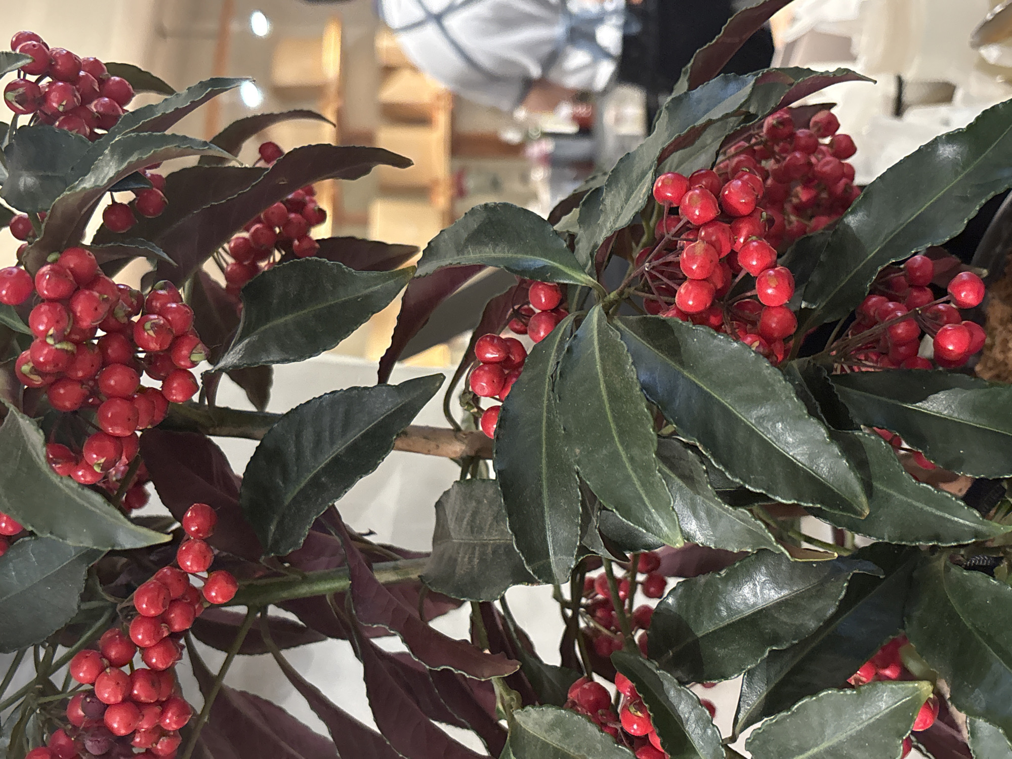 The image shows a close-up of a plant with red berries and dark green leaves. The berries are clustered in small groups, and the leaves are glossy with slightly serrated edges. Some leaves have a reddish-purple hue underneath. The background is blurred, suggesting an interior space, with hints of light and other objects visible, indicating it may be in a commercial setting. The location is Nha Trang Ward, Vietnam.