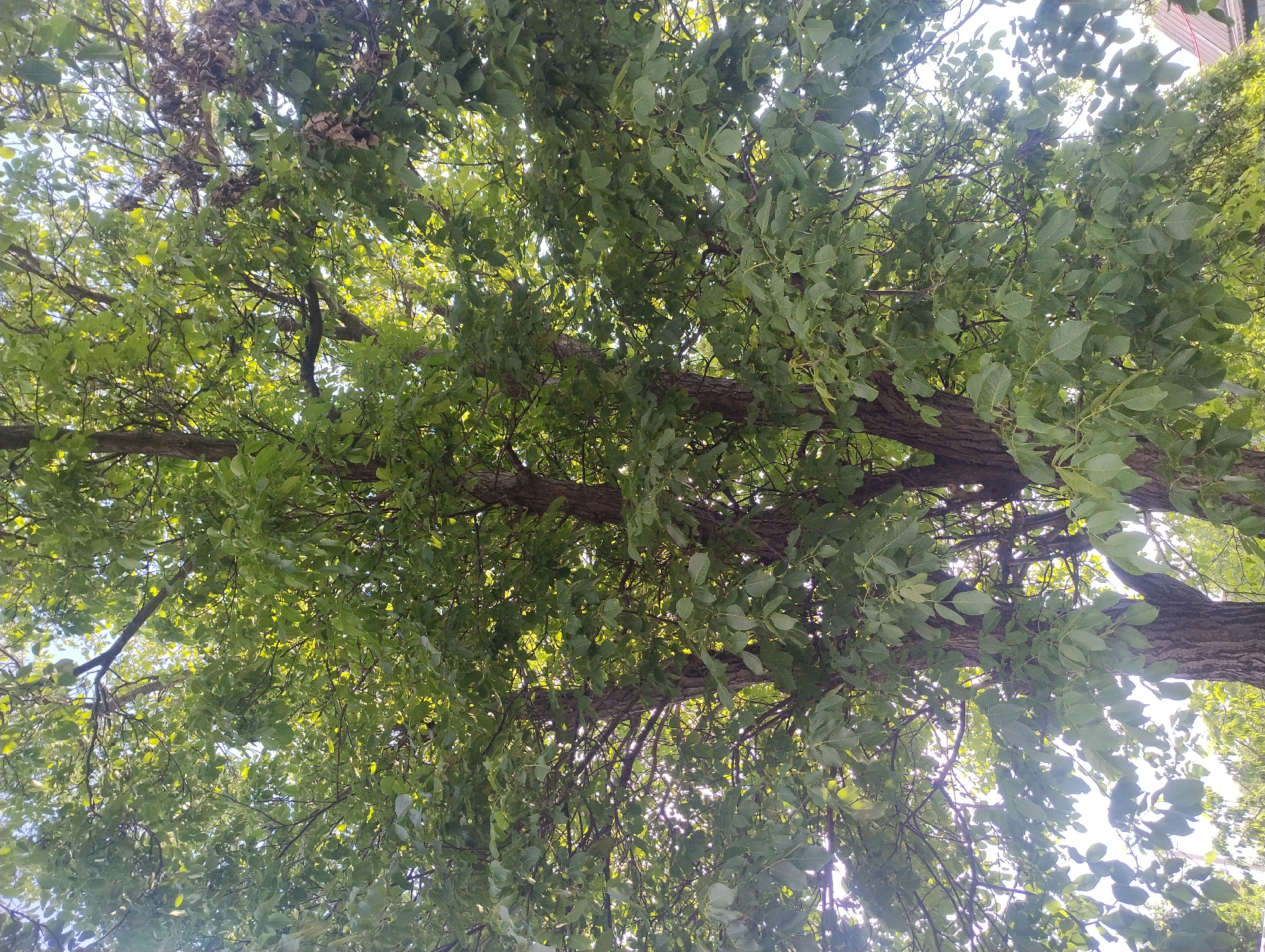 The image shows a close-up of the dense foliage and trunks of a large tree. The leaves are a vibrant green, with sunlight filtering through them, creating a dappled effect. The tree's bark is rough and textured, with visible cracks and crevices. The branches are thick and spread out, supporting the weight of the leaves. The background is a bright, out-of-focus sky, with hints of other trees and possibly a roofline visible at the bottom right. The scene is likely outdoors, under a bright sky, suggesting a daytime setting. No people or specific actions are depicted in the image.