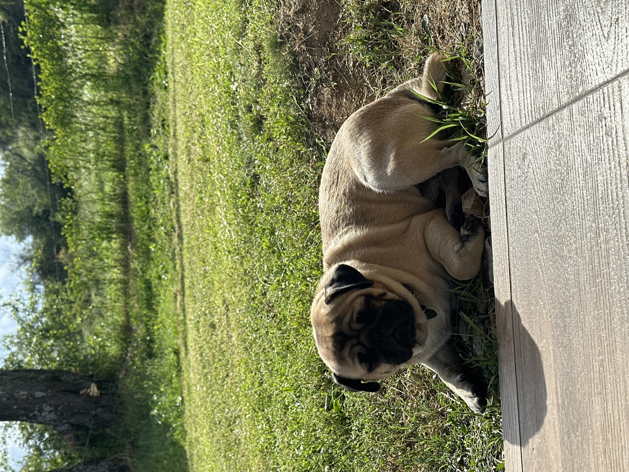 A tan pug lies on green grass, next to a light brown wooden-planked deck. The pug is curled up, with its head facing the viewer. The grass stretches out to the left of the dog, and a tree is visible in the background. The photo was taken in Mrachenik, Bulgaria.