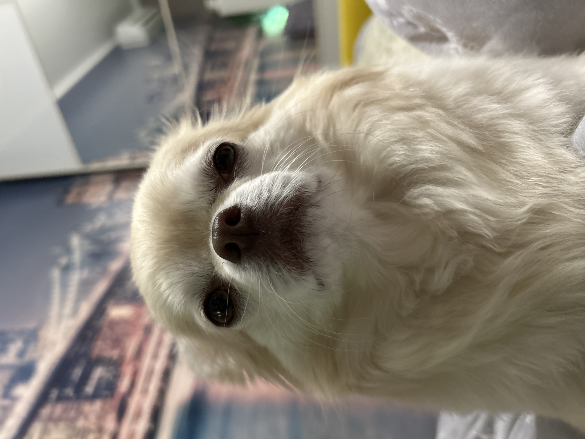 The image is a close-up, low-angle shot of a small, light-colored dog, possibly a Chihuahua or a similar breed. The dog has long, fluffy fur and dark eyes. Its face is turned towards the camera, and its nose is dark and wet. The dog appears to be lying down.
The background is blurred, but it seems to be an indoor setting. There is a wall with a patterned wallpaper or mural featuring an urban landscape, possibly of skyscrapers or city buildings. The colors in the background are muted, with blues, grays, and hints of orange and brown. A yellow object and a white, soft object, possibly a blanket or pillow, are visible in the upper right portion of the frame. The lighting suggests it is daytime indoors. There are no people visible in the image.
The overall mood of the image is calm and peaceful, focusing on the dog's gentle expression. There is no visible text. The location context provided is Tashla, Russia.