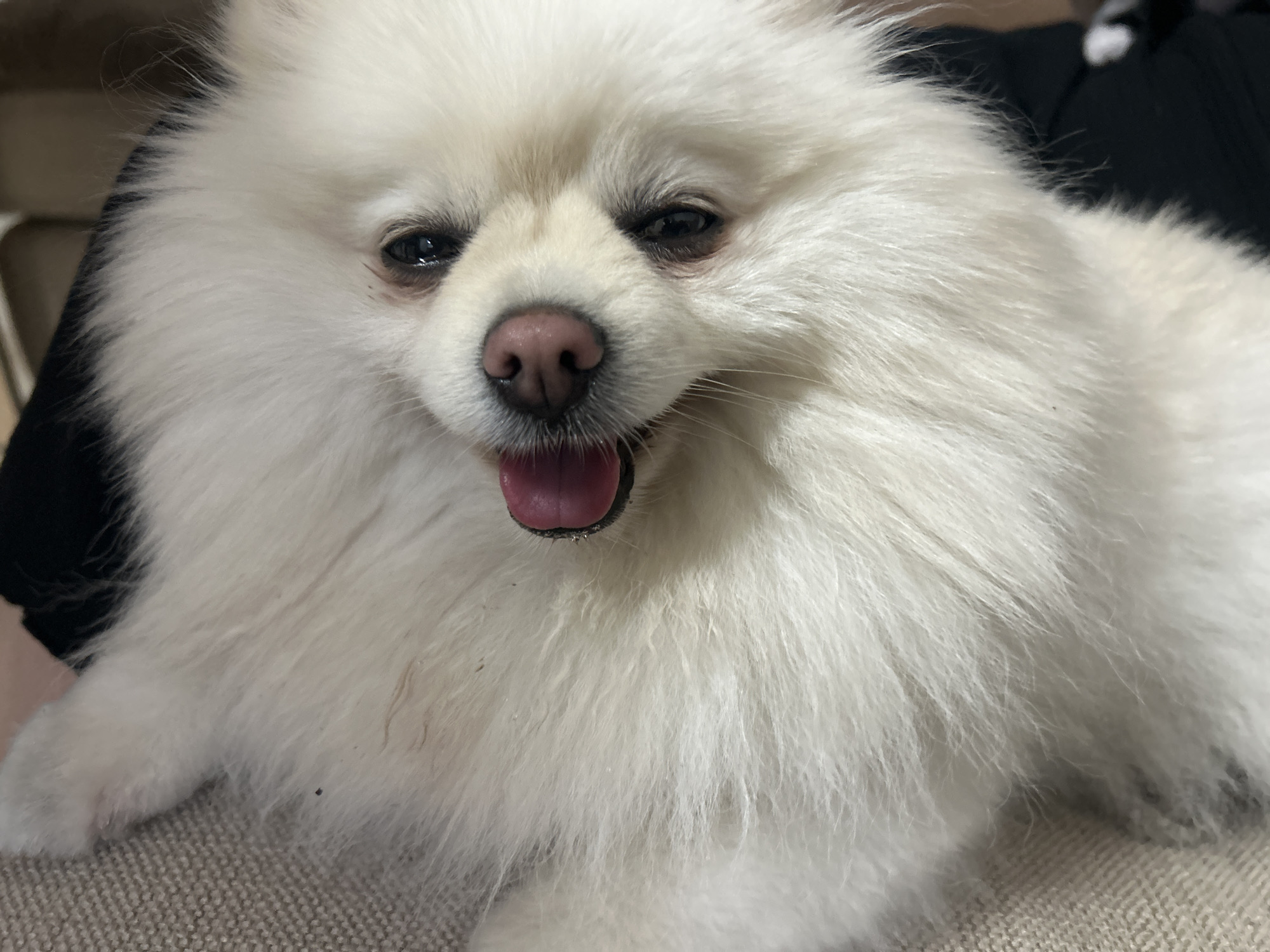 A white Pomeranian dog with its tongue out rests on a textured beige surface, likely a couch or chair. The dog's fur is thick and fluffy, and its eyes are dark. The background is blurred, showing dark fabric. The image is a close-up shot, focusing on the dog's face and upper body. No specific location in Varna, Bulgaria, can be identified from the image.