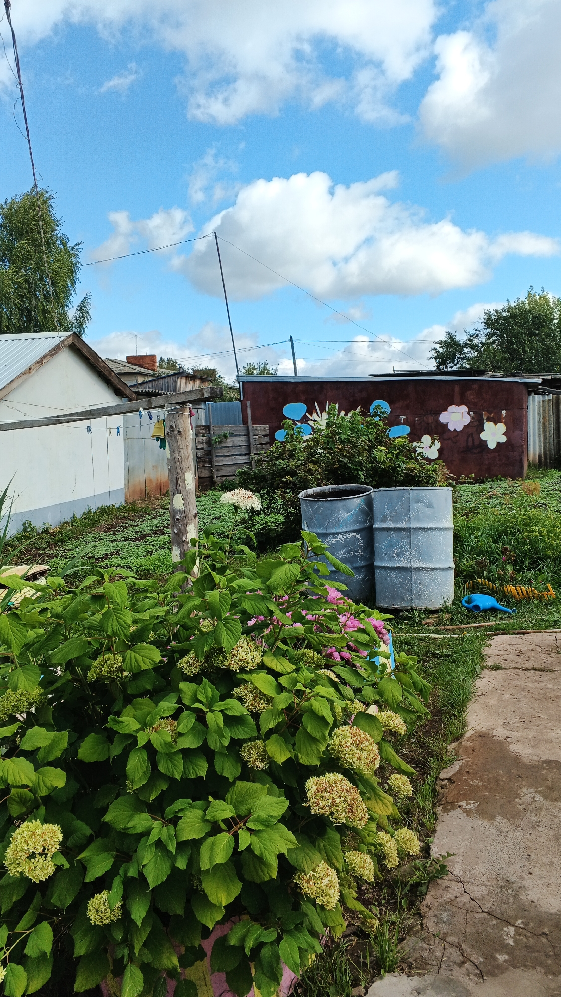 A vertical, medium shot captures a rustic yard scene under a partly cloudy sky. In the foreground, a dense, lush green bush with pale green and pink blossoms dominates the lower left. To its right, two weathered, grey metal barrels stand side-by-side. Behind the barrels, a dark red, single-story shed is visible, decorated with colorful flower and sun motifs. A wooden fence section with a gate separates the shed from other structures. To the far left, the white wall of a building with a metal roof edge is partially visible. The yard is overgrown with green vegetation and has a cracked concrete pathway. In the upper portion of the image, a bright blue sky is dotted with white, fluffy clouds, and a few green trees are visible on the horizon, suggesting a rural or suburban setting in the village of Podgornoye, Russia. There are no people or animals present.