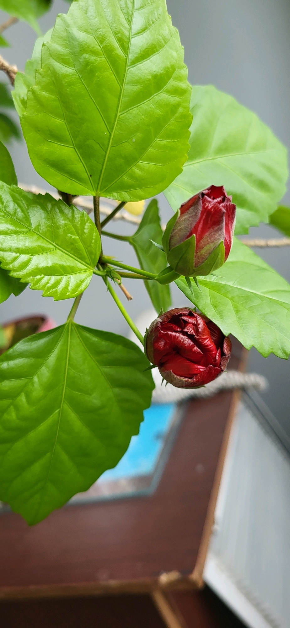 Two unopened red hibiscus flowers are visible in the foreground, surrounded by lush green leaves. The flowers are a deep, rich red with some darker, almost burgundy, tones. The petals are tightly furled, hinting at their potential bloom. The leaves are a vibrant green, with visible veins and serrated edges. In the background, a blurred scene shows a brown surface and a hint of blue, suggesting an outdoor setting, possibly a balcony or garden. The lighting is natural, highlighting the textures and colors of the plant.