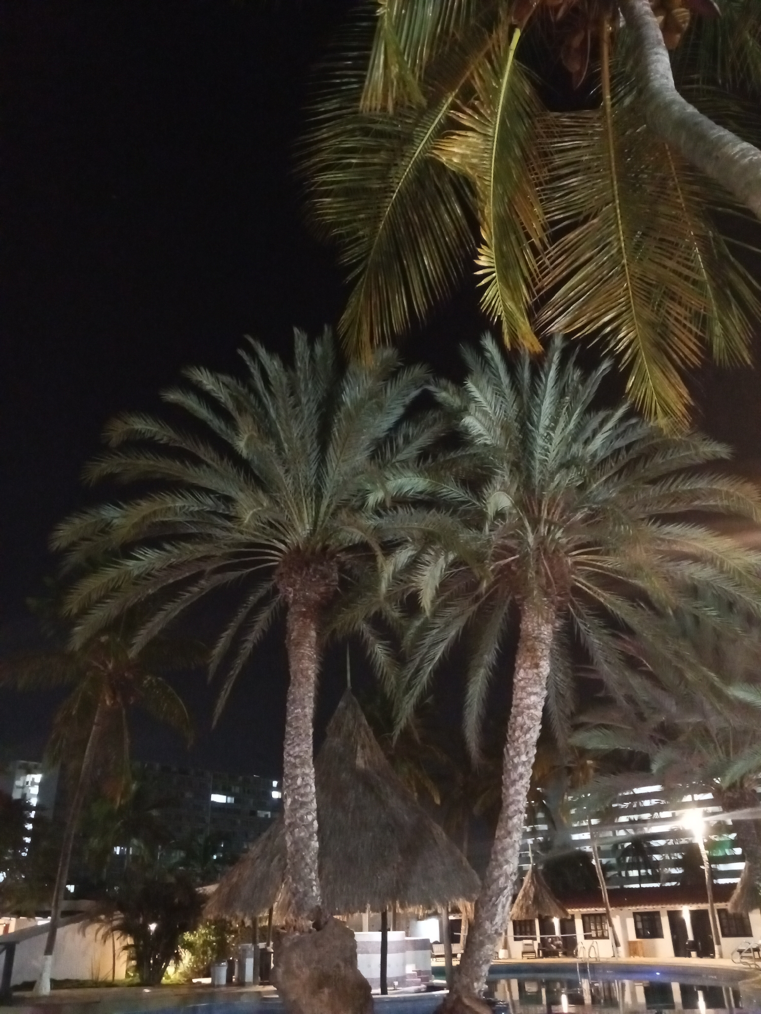 The image captures a nighttime scene in Porlamar, Venezuela, featuring palm trees prominently in the foreground. Two date palms stand tall, their trunks textured and illuminated, with fronds spread against a dark sky. Above them, coconut palm fronds overhang the scene. Buildings with illuminated windows are visible in the background, suggesting a built-up area. A tiki-style thatched roof structure sits nestled among the trees. A pool is partially visible in the foreground, reflecting some light. No people are clearly discernible in the image.