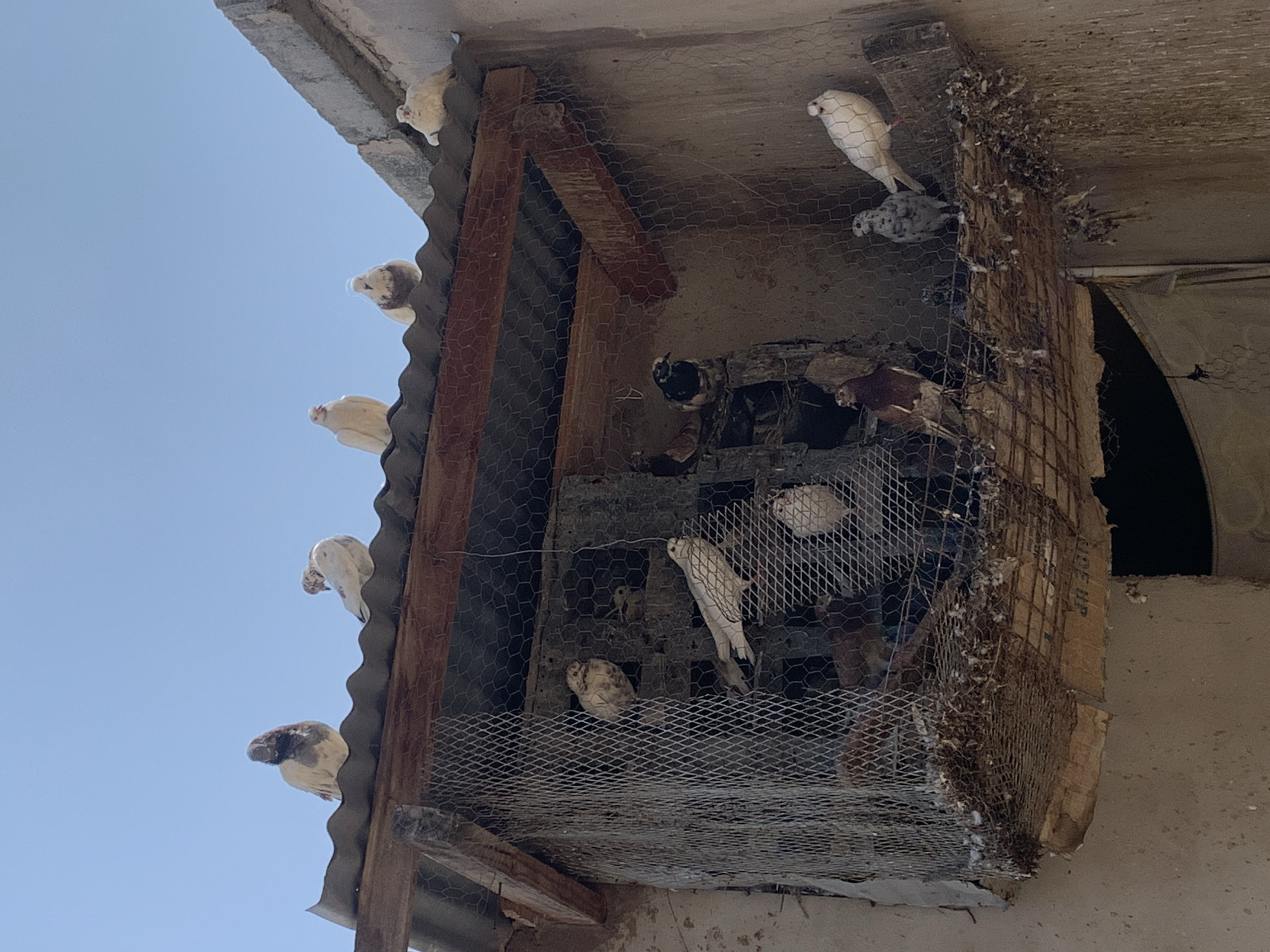 A flock of pigeons is housed in a rustic dovecote constructed with corrugated metal roofing, wooden beams, and wire mesh enclosures. The dovecote appears to be attached to the side of a building, with the structure showing signs of wear and tear. Several pigeons are perched on the roof of the dovecote, while others are visible inside the wire mesh enclosures. The environment is bright with a clear blue sky overhead. The scene is set in Dodoma, Tanzania, indicated by the presence of pigeons which are common in urban areas of the country.