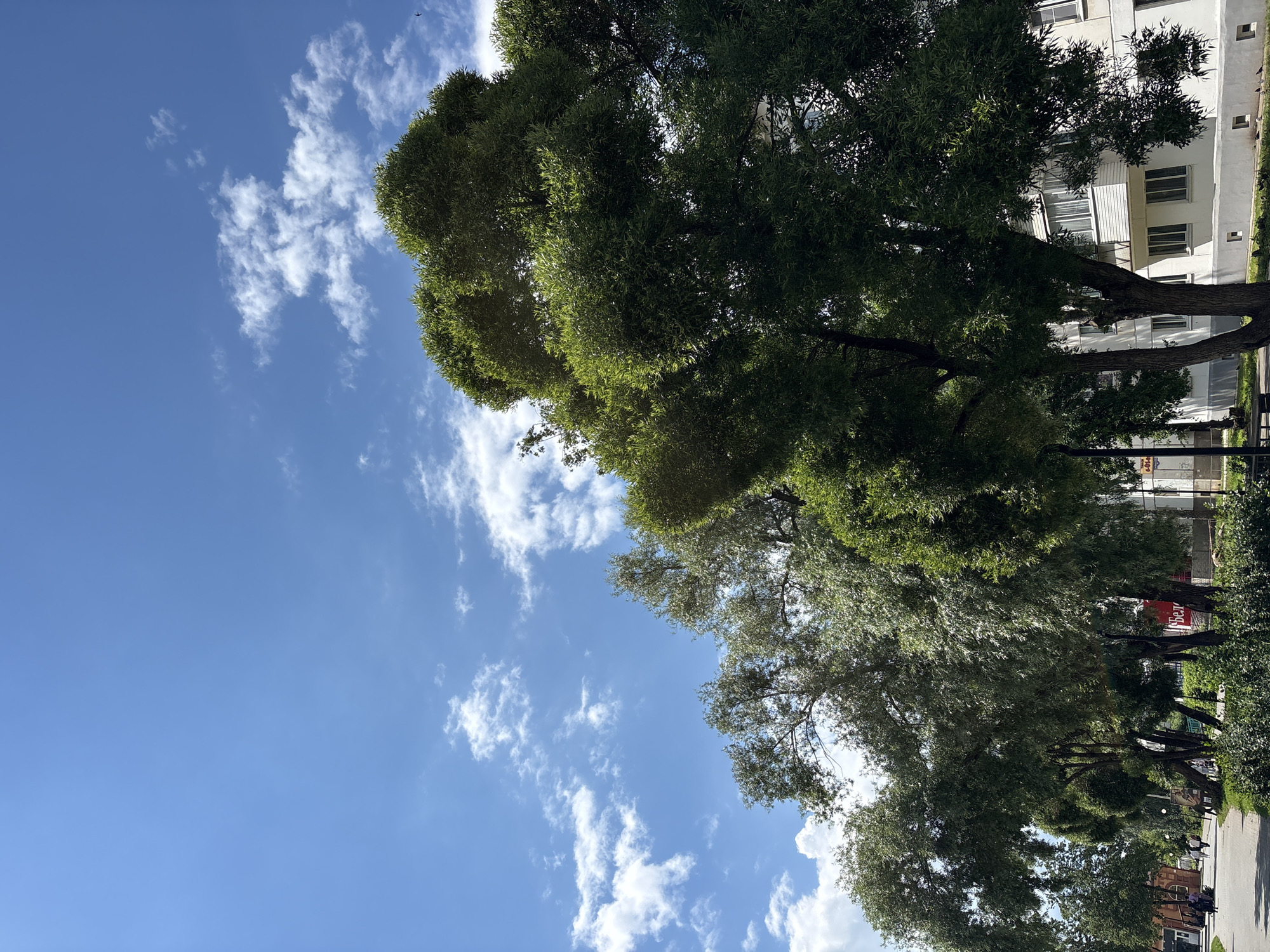 The image shows a bright, sunny day with a clear blue sky dotted with fluffy white clouds. The scene is a tree-lined street in Chaikovsky, Russia, with a residential building visible on the right side of the frame.
Dominating the foreground are lush green trees, their branches spread wide, creating a natural canopy. The leaves are vibrant, suggesting it's likely springtime or summer. The perspective is from below, looking up at the trees and sky, with the trees extending diagonally across the frame from the lower left to the upper right.
In the background, the building is multi-story, with a neutral-colored facade, featuring windows. The architecture suggests a typical urban environment. On the street, there are a few people walking, indicating normal daily activity. The presence of a paved walkway and some urban furniture hints at a public space, possibly a park or a residential courtyard.
A small airplane is visible in the sky, a subtle detail against the vast blue. There is a red sign visible on one of the trees with Cyrillic text, likely an advertisement or a public notice. The overall impression is one of a pleasant day in a lived-in urban setting.