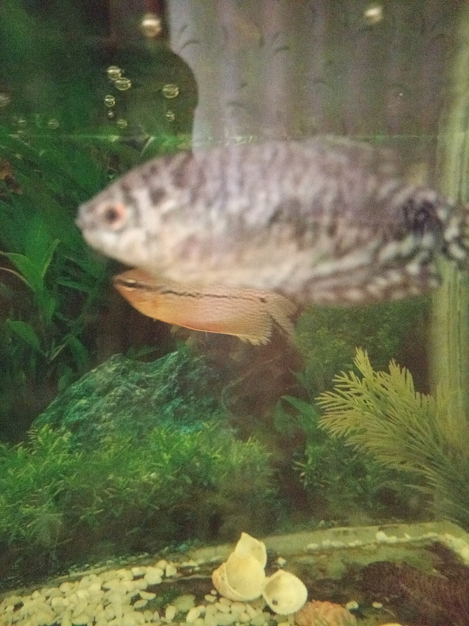 Two fish are visible in an aquarium. The top fish is silver with black speckles and is positioned horizontally. Below it, another fish is partially visible, showing its orange-tinted belly and fins. The aquarium contains green aquatic plants, a textured green rock, and a substrate of light-colored pebbles. Several small bubbles are also present in the water, with a few small white shells or decorations resting on the pebble substrate. The overall lighting suggests an indoor setting, likely a home or public aquarium.