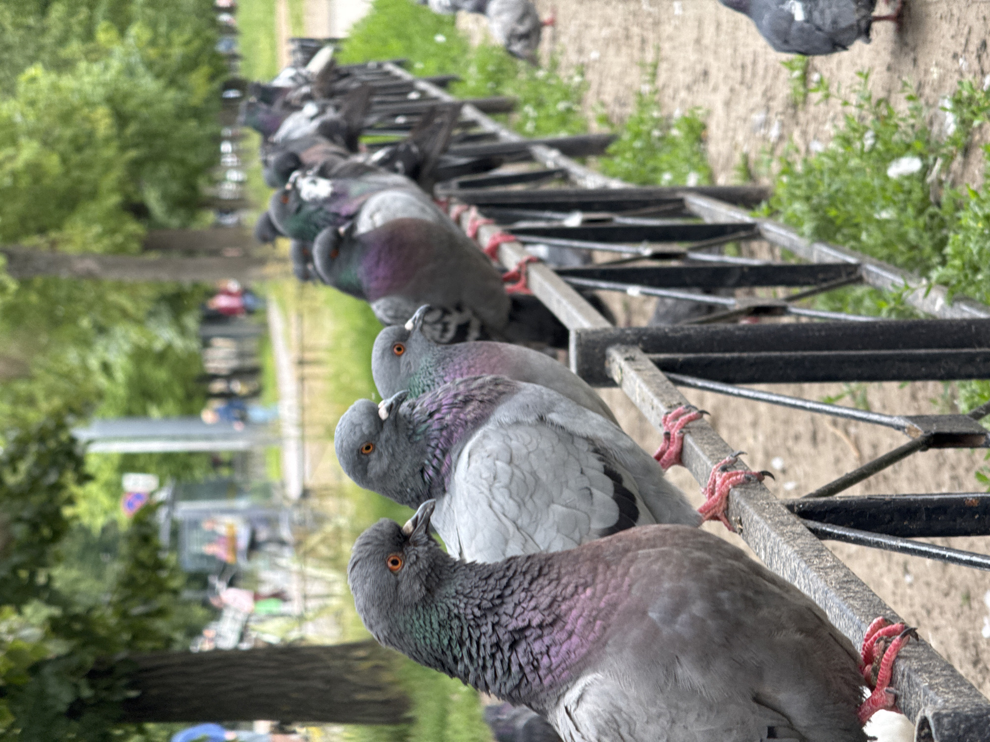 This image shows a flock of pigeons perched on a metal railing in what appears to be a park or outdoor public space. The pigeons are the primary subjects, with several in sharp focus in the foreground, showcasing their gray and iridescent plumage. The railing is dark metal with some red ties or bindings visible. In the background, out of focus, are trees, green grass, and glimpses of what might be pathways or other park features. There are also blurred figures of people in the distance, some in colorful clothing, suggesting a daytime scene. The overall impression is a common urban wildlife encounter, with the pigeons appearing calm and settled on their perch. The image orientation is vertical, giving a sense of depth as the railing recedes into the background. There is no visible text in the image. The presence of lush greenery and the presence of people in outdoor attire suggest a warm season, likely spring or summer, and a daytime setting.