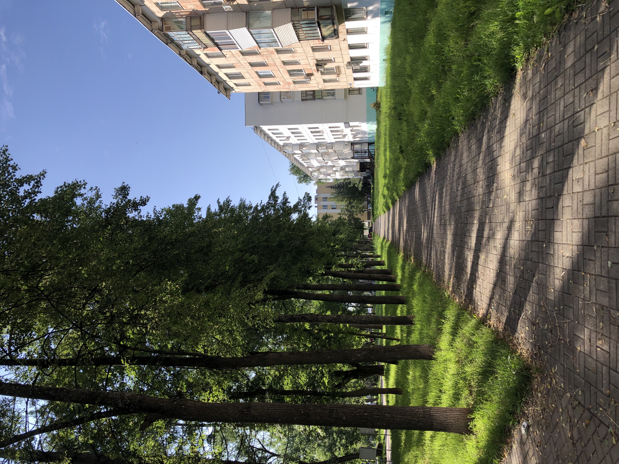 The image shows a paved walkway lined with tall trees on the left and a grassy area on the right. Several multi-story apartment buildings are visible in the background. The sky is clear blue with some wispy clouds. The scene appears to be a residential area in Chaikovsky, Russia, likely a street or parkway. There are no people or vehicles visible in the image. The lighting suggests it is daytime, with shadows cast by the trees onto the walkway.