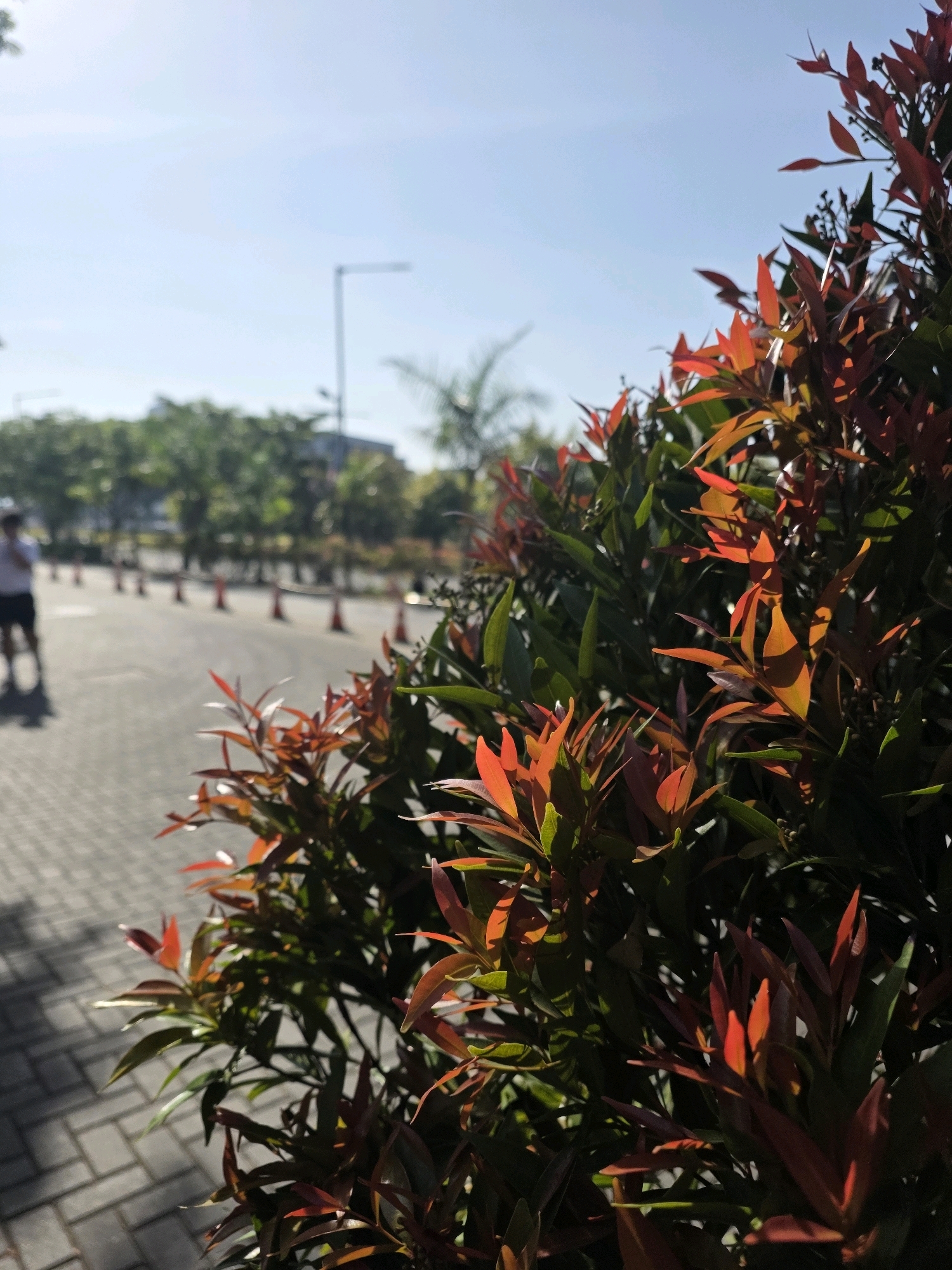 The image shows a close-up of a red-leafed plant in the foreground, with a blurred background of a paved pathway, trees, a street lamp, and a person walking on the left. The scene is outdoors and appears to be in a public area, possibly a park or walkway, with a clear blue sky. The red leaves of the plant are brightly lit by the sun, creating a vibrant contrast with the darker green foliage. The pathway is made of interlocking grey bricks, and a row of orange traffic cones is visible in the distance. The person in the background is out of focus and is wearing dark shorts and a light-colored shirt. The overall impression is of a sunny day in an urban environment. Based on the details like the street lamp and the paved pathway, this scene could be found in a modern urban area of Bandung City, Indonesia, such as along a pedestrian walkway or a recreational area.