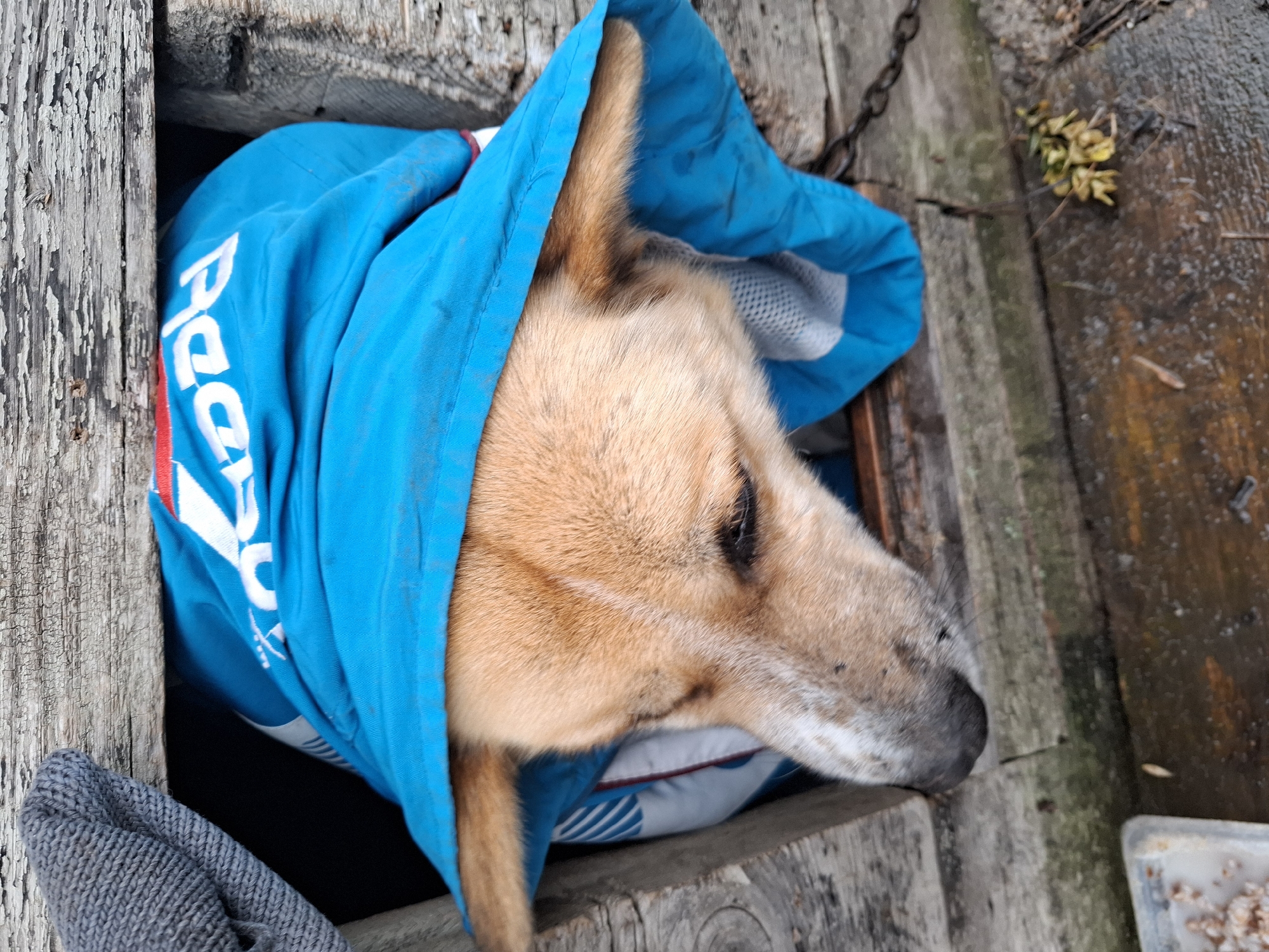 A medium-sized tan dog is wearing a blue jacket with white writing on it. The dog is lying down inside a wooden structure, possibly a dog house or a crate made of weathered planks. The dog's head and one ear are visible, emerging from the jacket's opening. A gray knit hat is visible next to the dog. The photograph was taken in Khlevnoye, Russia.