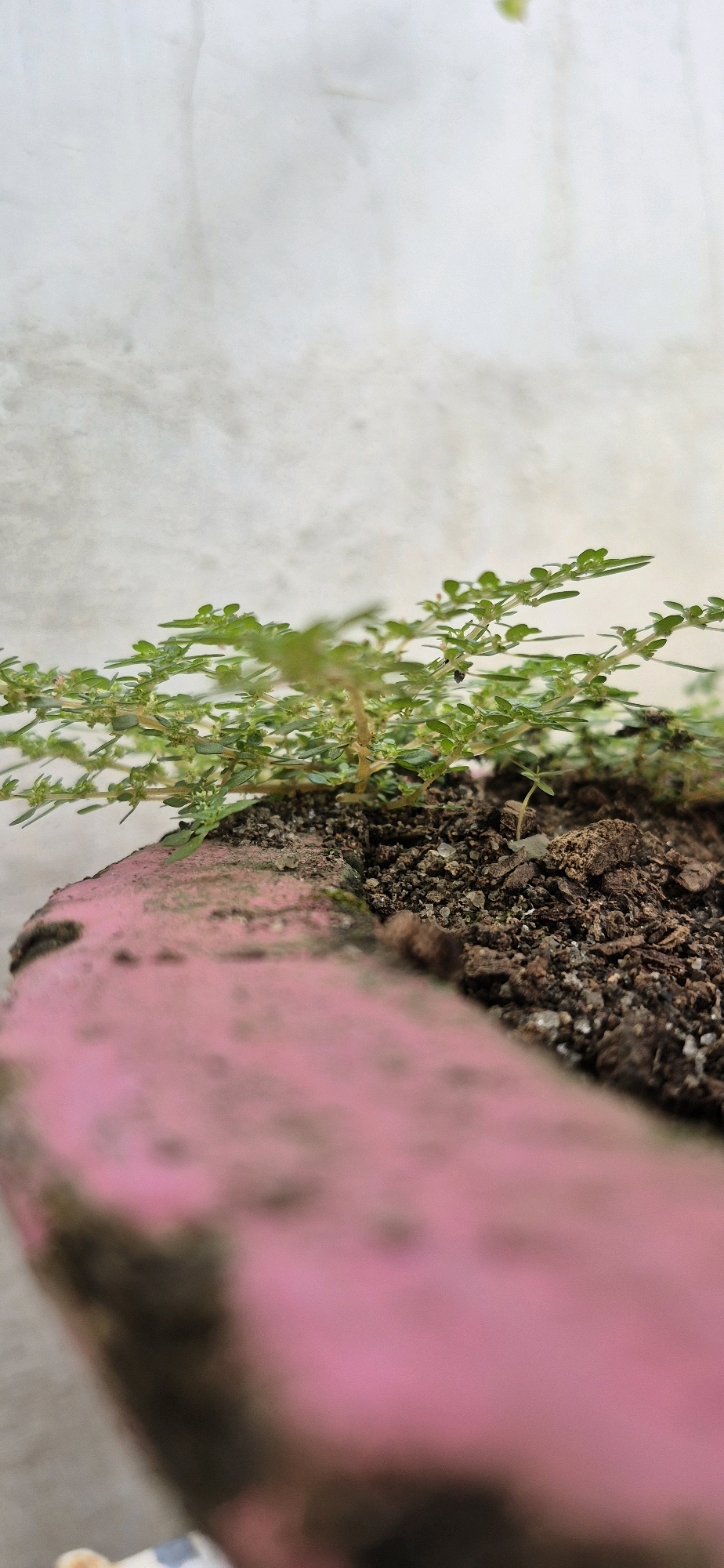 The image captures a close-up, low-angle view of a small plant growing in soil within a pink-rimmed planter. The planter's edge, which is predominantly pink with some green and brown discoloration, occupies the foreground and extends diagonally across the lower half of the frame. The soil is dark brown and appears to be a mix of organic matter and small pebbles. The plant itself is a low-lying, leafy green specimen with numerous small leaves and tiny flower buds. The background is a textured, pale gray or off-white surface, possibly a wall. There is no discernible indication of the city of Tebing Tinggi, Indonesia, within the image.