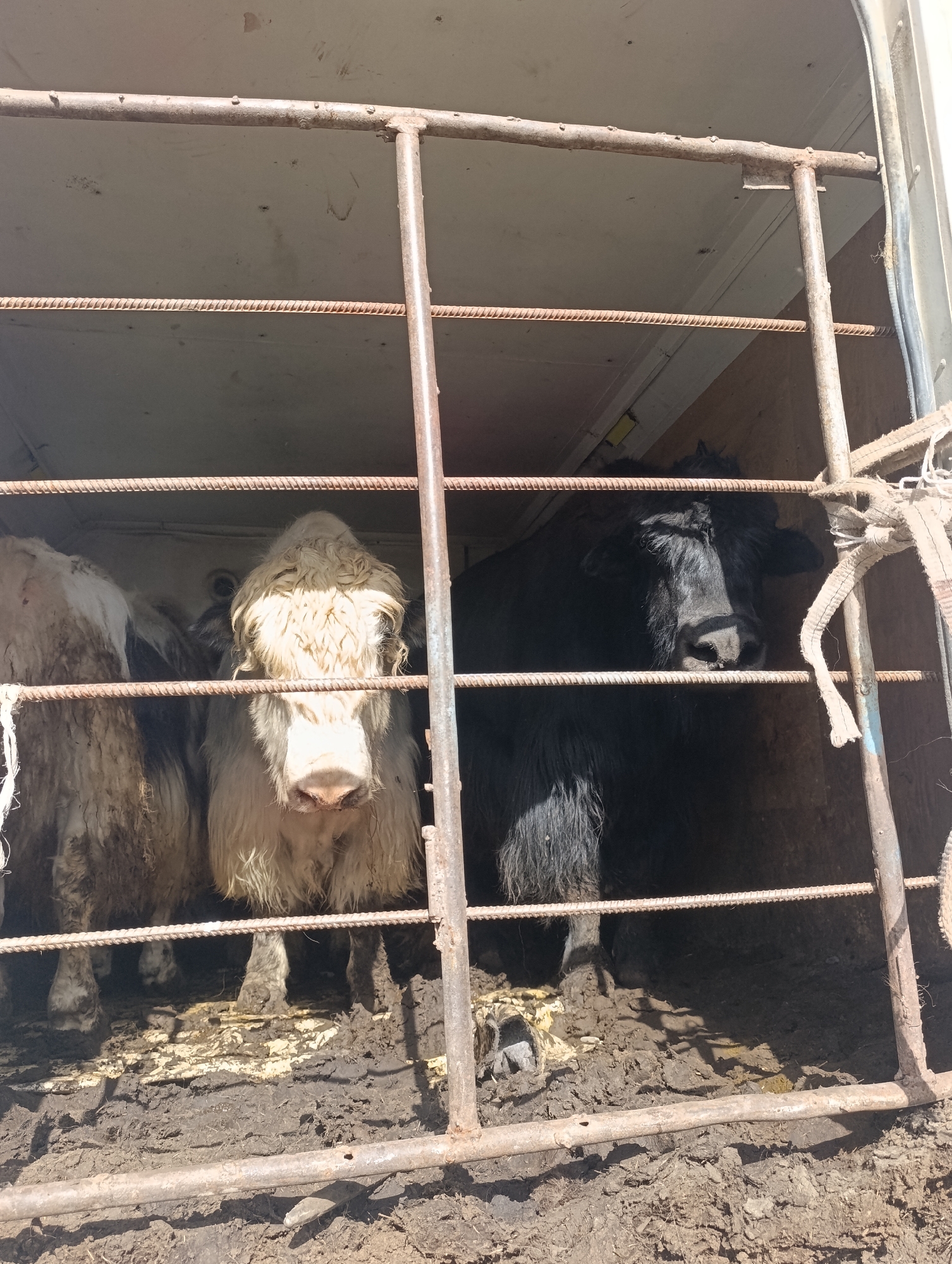 The image shows the interior of a livestock trailer, with two yaks visible behind a metal grate. The yak on the left is predominantly white with a shaggy coat and appears to be looking forward. The yak on the right is black and also has a shaggy coat, with its head turned towards the viewer. Both yaks are standing on a muddy, soiled surface. The trailer appears to be outdoors, with sunlight illuminating the scene. The overall environment suggests a rural setting, consistent with the location of At-Bashy, Kyrgyzstan, a region known for its livestock farming. The image captures a moment of transport or temporary housing for these animals.