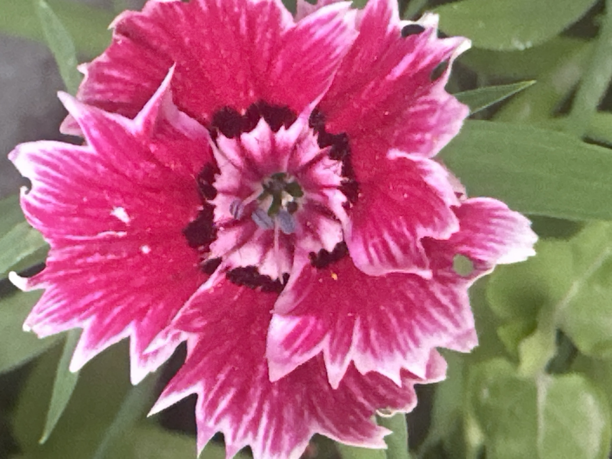 A close-up, head-on, eye-level shot focuses on a vibrant pink flower with white-fringed petals. The flower has a dark, almost black center, with delicate light purple pistils visible within. The petals are layered and ruffled, with serrated edges. The background is softly blurred green foliage. The image does not contain any recognizable landmarks or details that would allow for its location to be identified as Myrza-Ake, Kyrgyzstan. There are no people, actions, or interactions depicted in the scene.