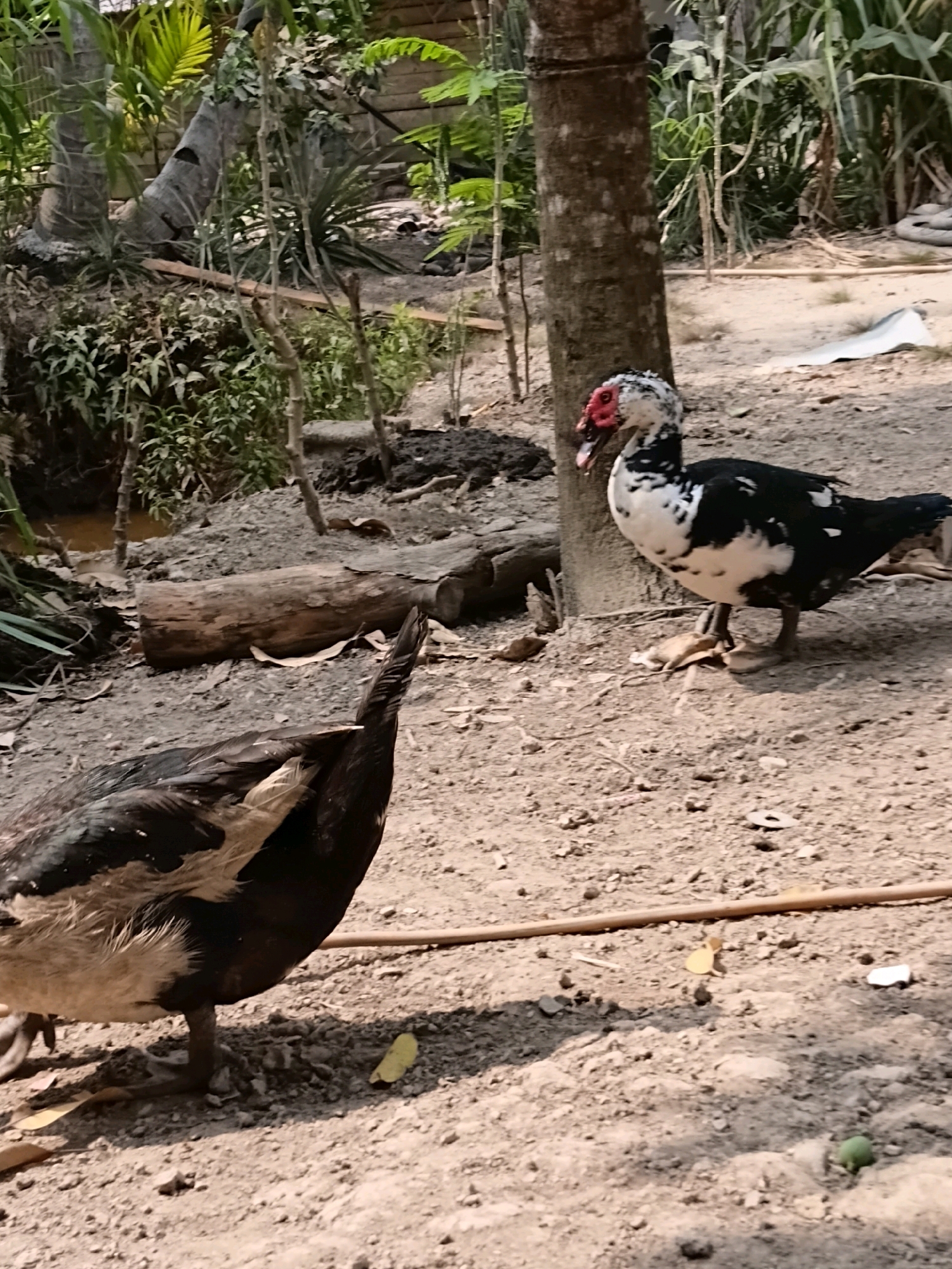 The image depicts an outdoor scene with two Muscovy ducks in a dry, dusty environment with some vegetation and a tree trunk. The duck in the foreground is mostly dark brown and black, facing away from the camera. The duck in the background is black and white with a distinct red warty face, facing towards the right and slightly opening its beak. The ground is a mix of dirt, small stones, and scattered dry leaves. Behind the ducks, there is a large tree trunk, some dried branches, and foliage, suggesting a natural or semi-natural setting. The background is out of focus, but hints of more greenery and possibly some man-made structures or debris are visible. The lighting indicates it is daytime, with shadows cast on the ground. This scene appears to be in Margo Rukun, Indonesia, characterized by the tropical vegetation and the type of ground cover.