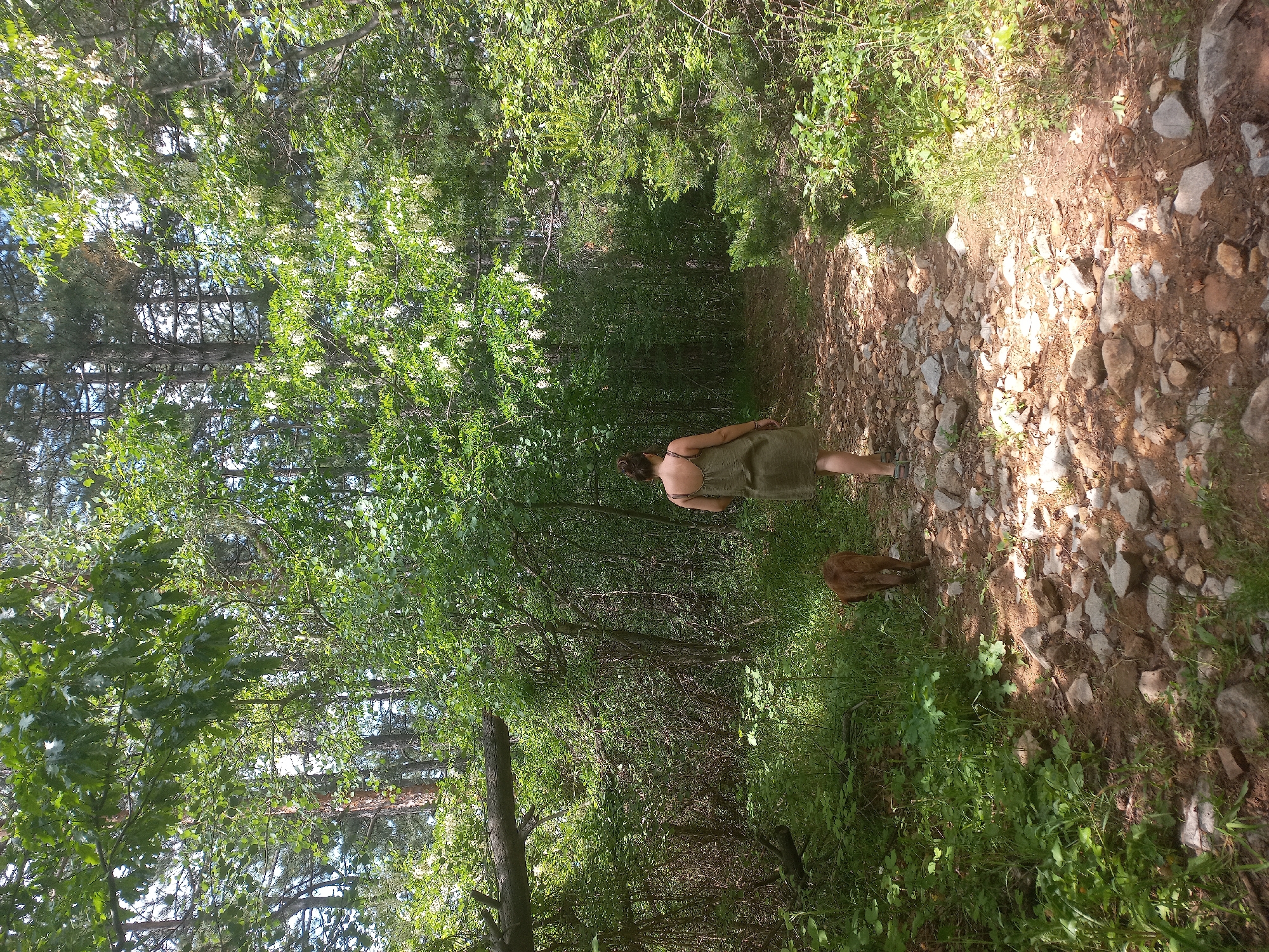 An adult female and a medium-sized, reddish-brown dog walk away from the viewer on a rocky dirt path through a dense, green forest in Rudartsi, Bulgaria. The woman, viewed from behind, has dark hair secured in a bun and wears a sleeveless, olive-green dress. Her right foot, partially visible, suggests open-toed footwear. The dog walks slightly ahead and to the left of the woman. The path is unpaved, uneven, and composed of soil mixed with numerous grey and brown rocks. Dense vegetation flanks both sides of the path, consisting of various deciduous and coniferous trees. Prominent in the upper background are tall pine trees. Several trees in the mid-ground and right side of the image display clusters of small white flowers. On the left side, a large, fallen tree trunk lies horizontally amidst the dense undergrowth. Sunlight filters through the tree canopy, creating dappled light and shadow across the path and surrounding foliage.