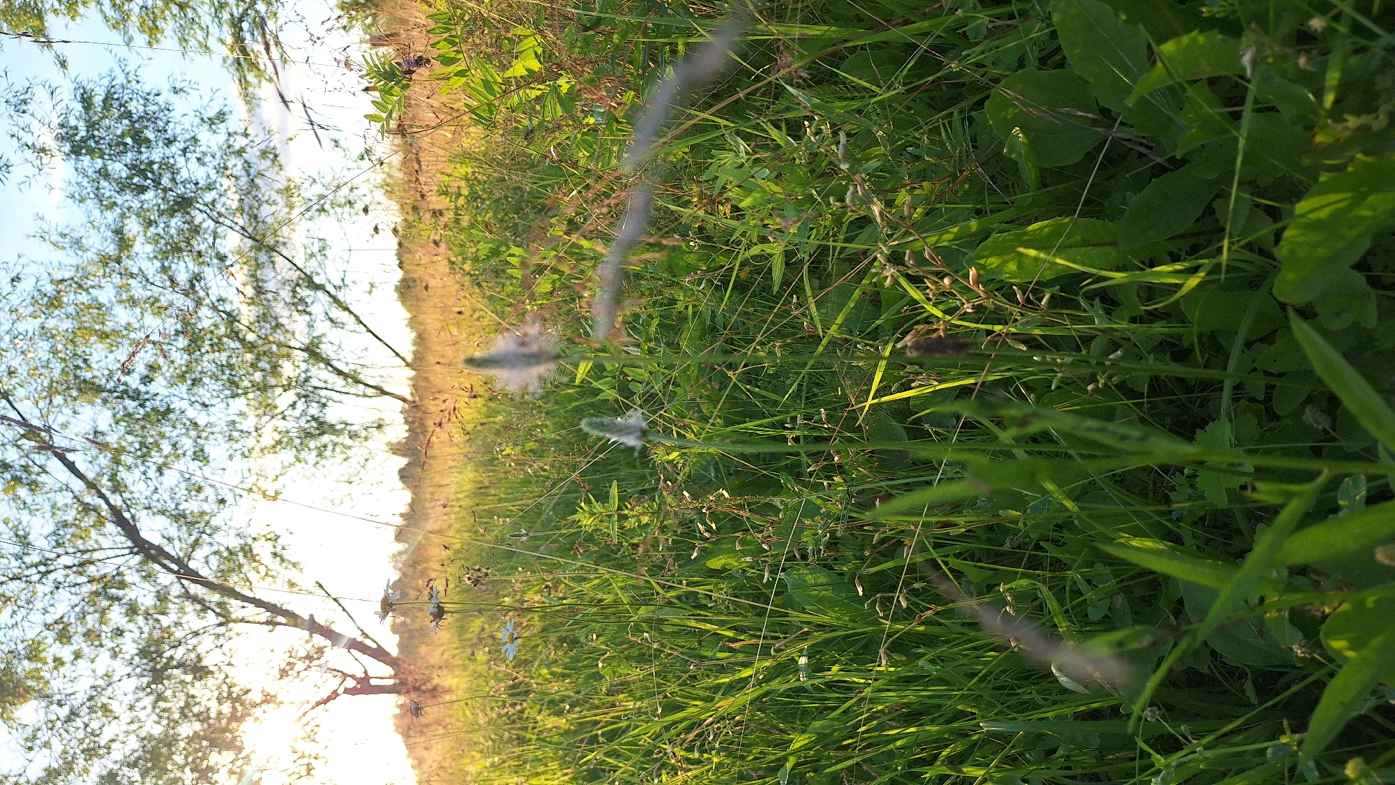 An outdoor, low-angle, eye-level shot captures a field of tall green grass bathed in the warm glow of the setting sun, which streams from the upper left quadrant of the image. Silhouetted trees with sparse foliage dot the horizon, with a bright sky visible through their branches. The foreground is dominated by blades of grass and some flowering plants, with a few fuzzy seed heads adding texture. The grass extends into the mid-ground, where more vegetation and some darker green leaves are visible. The background shows a hazy, sunlit landscape leading to a line of trees and a bright sky. The scene appears to be a natural setting, possibly a meadow or park, located in an unidentifiable area of Latvia. There are no people or animals present in the image, and no specific actions or interactions are depicted. The overall mood is serene and natural.