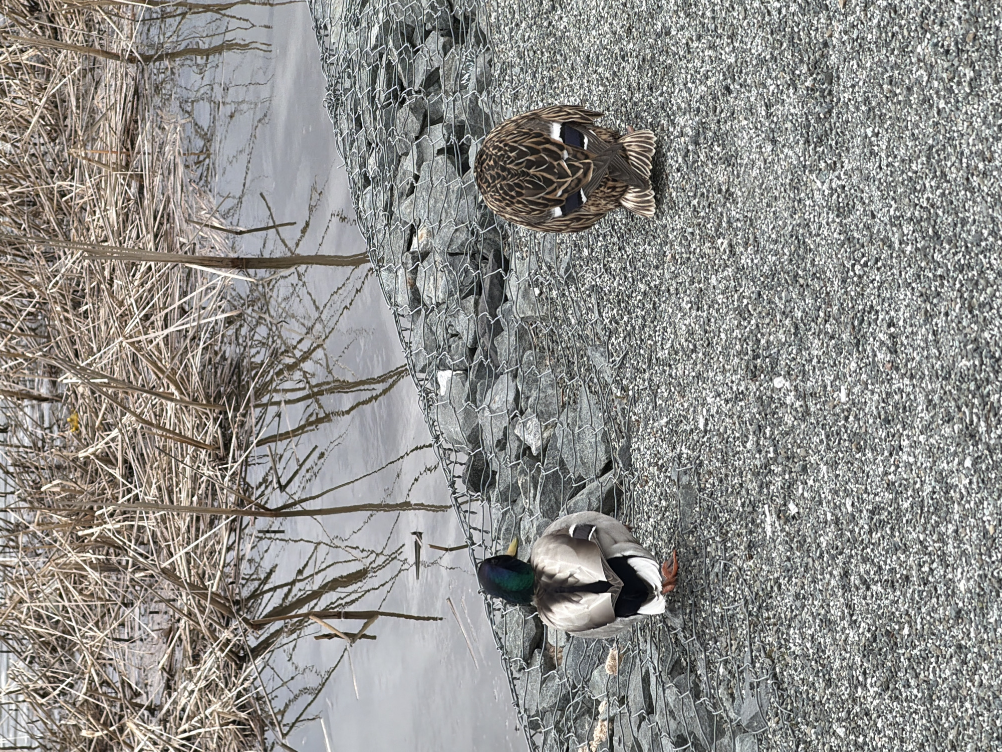 This image captures two mallard ducks situated on a gravel path next to a body of water in Votkinsk, Russia. The scene depicts a tranquil, possibly cool, daytime setting.
The subject closest to the water is a male mallard, identifiable by its iridescent green head, a distinct white neck ring, and a grey body with a brown chest. Its back feathers show a mix of grey and black. The second duck, positioned further onto the gravel path, is a female mallard, distinguished by her mottled brown and tan plumage, characteristic of the species. Both ducks are seen from a slightly elevated angle, showing their backs. The male appears to be facing generally towards the water, while the female is facing away from it.
A gabion wall, constructed from rocks enclosed within a metal wire mesh, forms a boundary between the gravel path and the calm water. The water itself appears still, reflecting sparse, dry, reedy vegetation and bare branches that line the opposite bank. This vegetation suggests late autumn, winter, or early spring. The ground where the ducks stand is a textured expanse of grey and white gravel. The lighting is diffused, indicating an overcast day or indirect sunlight, as there are no harsh shadows visible. There is no discernible text within the image.