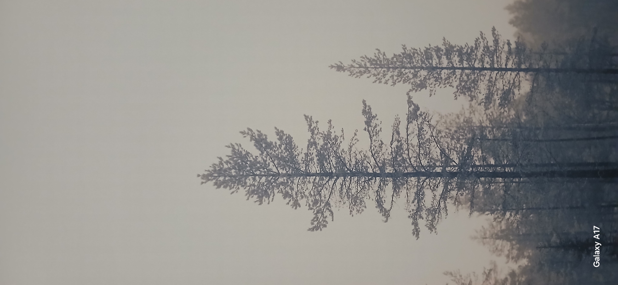 The image shows a forest scene in Yekaterinburg, Russia. Tall, slender trees stand closely together, their bare branches covered with what appears to be snow or frost. The background is shrouded in a heavy mist or fog, giving the scene a muted, monochromatic color palette. The overall impression is one of a quiet, cold winter landscape. The picture was taken with a Galaxy A17.