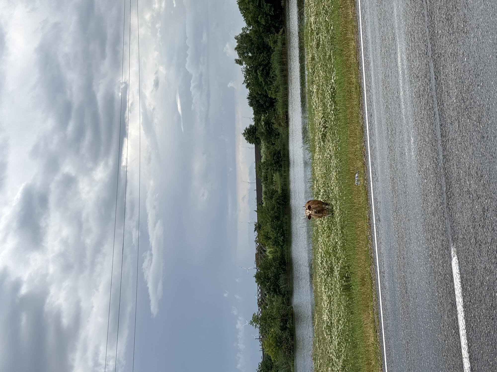 A cow stands in a field of white flowers next to a body of water. Behind the water is a line of trees and some wind turbines in the distance. The sky is cloudy. The foreground shows a wet asphalt road with white lines.