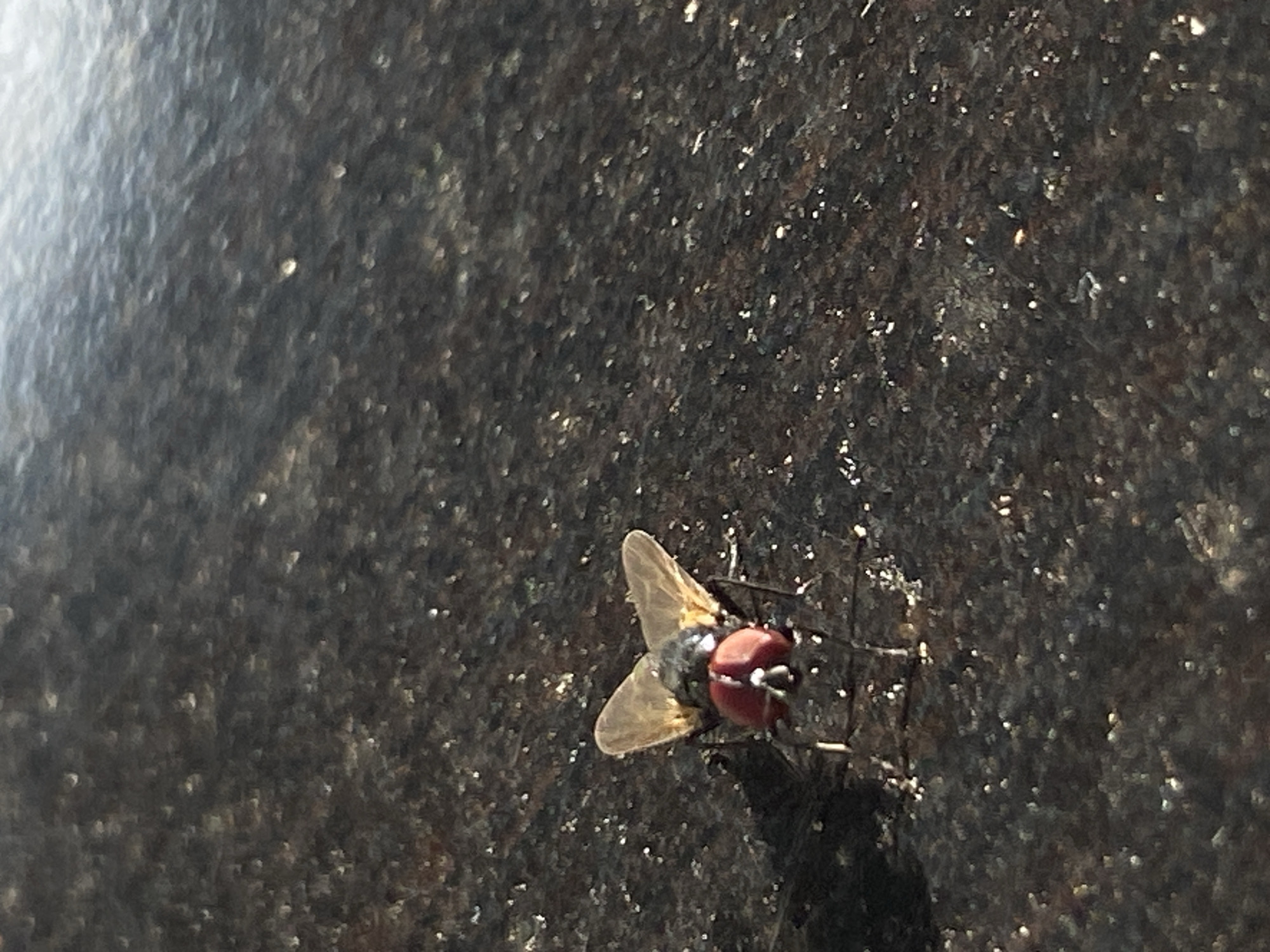 A single fly with bright red eyes and translucent wings is perched on a dark, speckled surface. The surface appears to be textured, possibly stone or asphalt, with small, reflective particles scattered across it. The fly is positioned in the lower left quadrant of the image, facing towards the right. Its body is dark, with hints of gray and black, and its legs are visible, tucked underneath. The background is out of focus, creating a shallow depth of field that emphasizes the fly. There are no other discernible objects or features in the image, and the environment suggests an outdoor setting. The image does not provide information about the location in the city of Barden Yana, Nigeria.