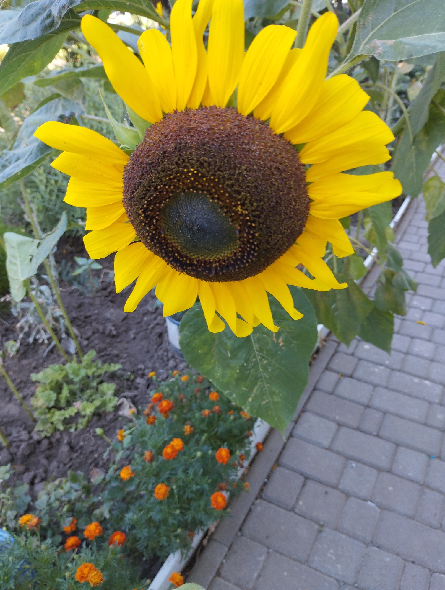 A close-up, eye-level, full-shot photograph depicts a large, vibrant sunflower in bloom, positioned slightly off-center to the right, dominating the upper portion of the frame. The sunflower's center is a deep, textured brown, surrounded by bright yellow petals that curve gently outwards. Behind the sunflower, large green leaves create a lush backdrop. In the lower left of the image, a flowerbed filled with small, bright orange marigolds is visible, with dark, loamy soil. To the right of the flowerbed and extending into the lower right corner, a gray paved walkway made of rectangular bricks forms a distinct path. The scene appears to be an outdoor setting, possibly a garden or park, in the city of Chornomorsk, Ukraine. No people are present in the image. The lighting suggests it is daytime, with soft natural light illuminating the scene.