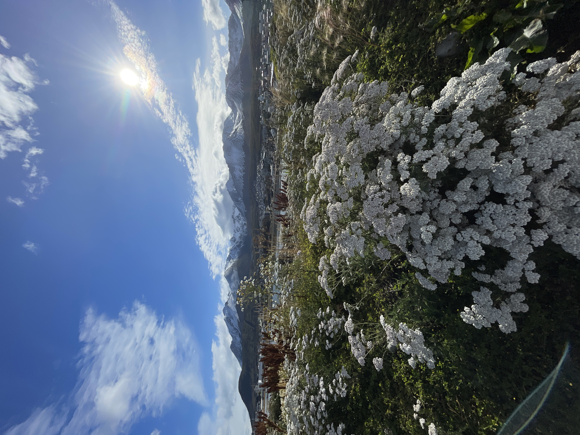 The scene depicts a panoramic landscape view overlooking the city of Ushuaia, Argentina, from an elevated vantage point. The foreground is dominated by a dense field of small, white-flowered plants, possibly Yarrow, with some patches of green foliage and scattered dry, reddish-brown stalks. Beyond this vegetation, the urban area of Ushuaia is visible, featuring numerous buildings with varying architectural styles and colors lining the shore of what appears to be a bay or channel. In the background, a majestic range of snow-capped mountains stands prominently under a clear, bright blue sky dotted with scattered white clouds. The sun, emitting a strong lens flare and distinct rays, is positioned in the upper right portion of the sky, indicating a sunny day. No individuals or animals are present in the observable frame.