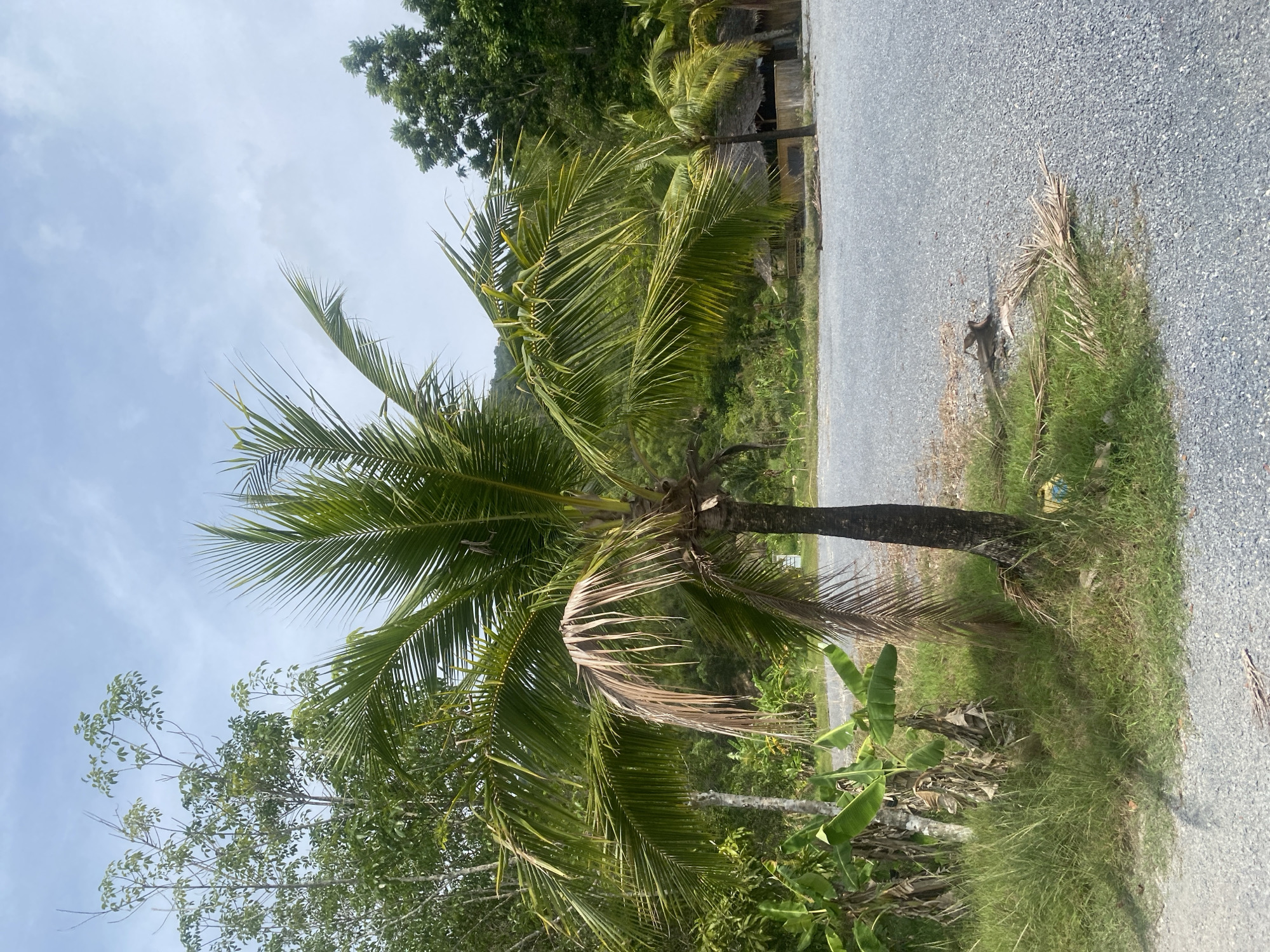 The image shows a palm tree on the side of a gravel road in Choeng Thale, Thailand. The tree has green and some brown fronds. Adjacent to the palm tree, there are other trees and vegetation. The gravel road extends into the distance. The sky is partially cloudy. There are no people visible in the scene.