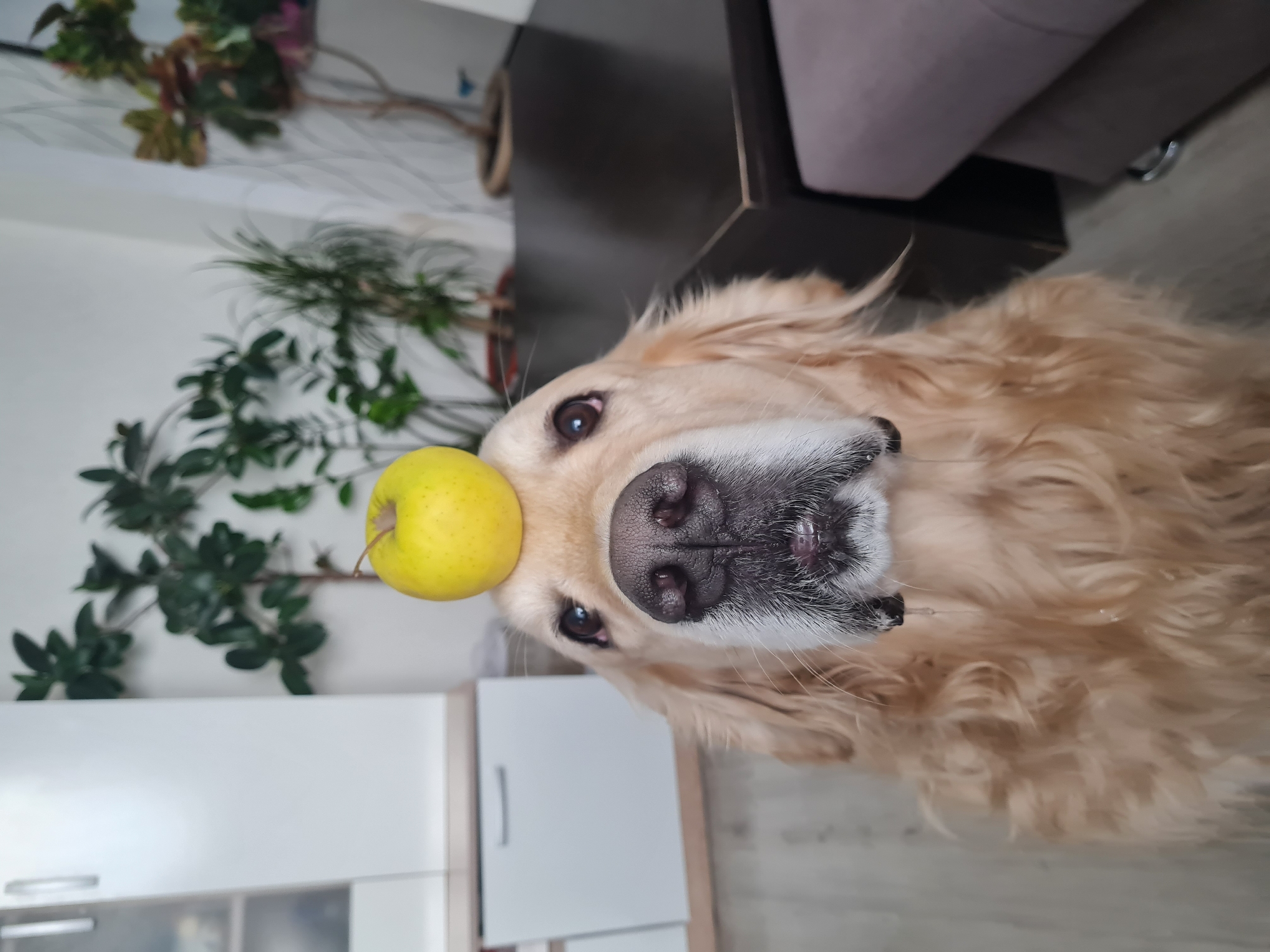 A golden retriever dog is lying on its side with a yellow apple balanced on its forehead. The dog's nose is positioned centrally in the frame, and its eyes are partially visible. A white cabinet with silver handles is visible in the background, along with a green leafy plant and a glimpse of a brown table. A light-colored floor is visible. The location is Chaikovsky, Russia.