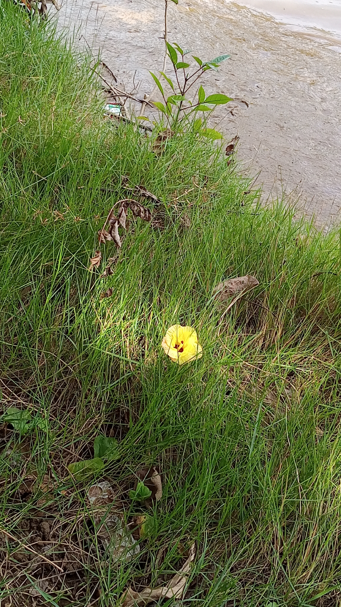 In Tanjong Krueng, Indonesia, a single yellow flower with a dark center is blooming in a patch of tall green grass. The flower is illuminated by a beam of sunlight, creating a contrast with the surrounding shaded grass. The background shows a body of water with a sandy shore. The overall scene is natural and serene.