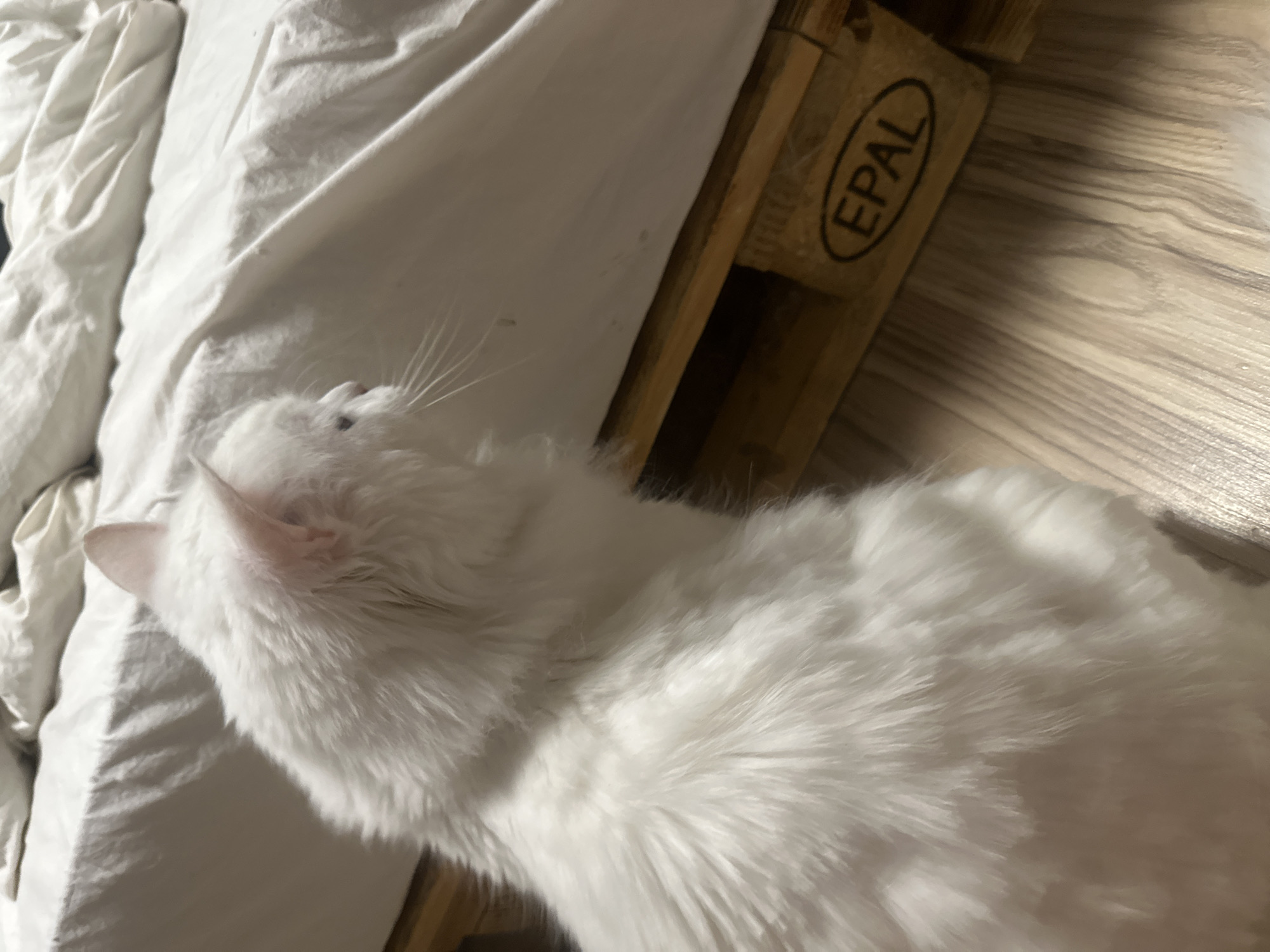 A white, long-haired cat is visible from the side, with its back to the camera. The cat is facing towards the right of the frame, looking at a white duvet that is draped over a wooden pallet. The pallet has the EPAL logo visible on its side. The floor is made of light-colored wood planks. The scene appears to be an indoor setting, likely a bedroom. There is no indication of the city of Omsk, Russia.