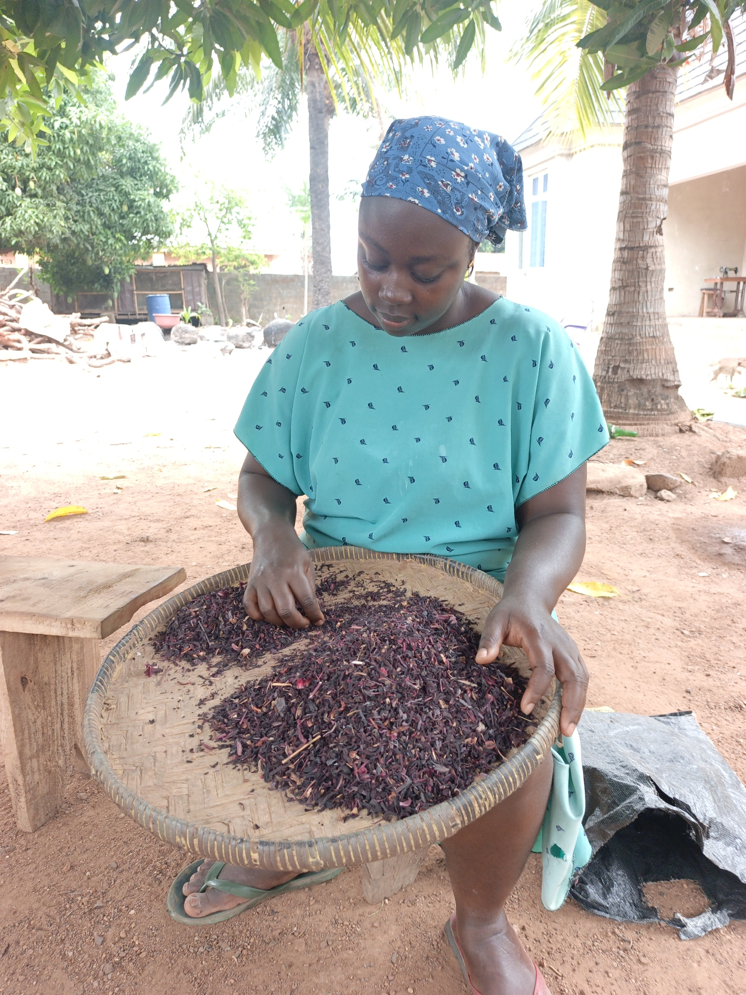 In an outdoor setting in Akwanga, Nigeria, a woman wearing a blue headscarf and a patterned teal blouse sits on a low stool sorting dried hibiscus petals in a large, round, woven tray. The ground is reddish-brown dirt. A wooden stool sits to her left. In the background are trees, including a palm tree, and a building. A black plastic bag rests to her right. She wears flip-flops.