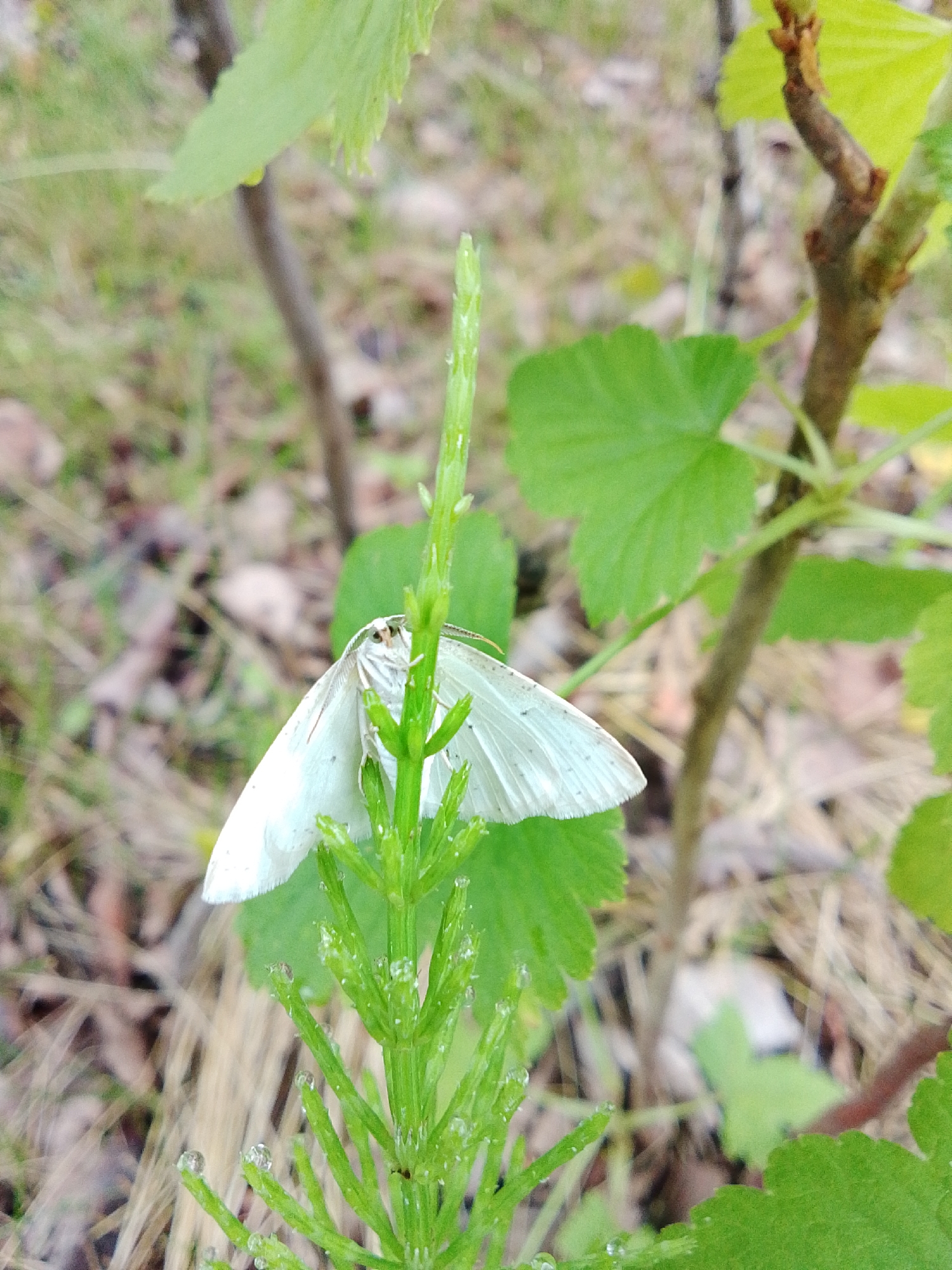 In this close-up, eye-level shot, a pale white moth with delicate, patterned wings rests on a bright green horsetail plant. The moth's body is slightly angled, with its head facing towards the left. The horsetail plant, with its segmented stem and pointed leaves, is in sharp focus, and small droplets of water glisten on its tips. Behind the plant and moth, the background is softly blurred, showing a mix of green foliage, dry grass, and thin branches, suggesting an outdoor environment in a natural setting. The lighting is natural, with no harsh shadows. The scene does not depict any specific location within the city of 1-Go Maya, Russia, and no people are present.