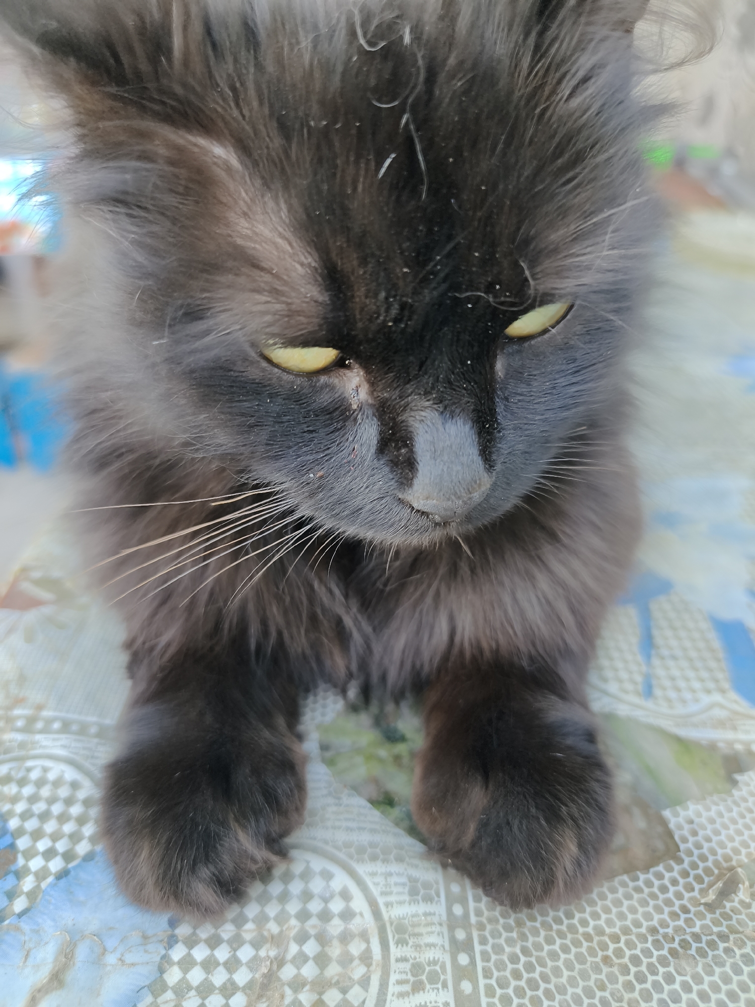 A medium, eye-level shot depicts a black cat with yellow eyes, seated on a surface patterned with white, grey, and blue shapes. The cat is facing forward, with its head tilted down. Its paws are positioned in front of it, resting on the surface. Some stray white hairs are noticeable on the cat's face and head. The background is blurred. No specific location in Poltavka, Ukraine, can be determined from the image.