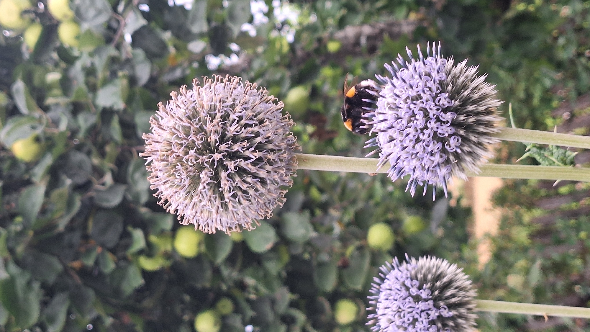 The image is a close-up, vertical shot of several globe thistle flowers in bloom, with a bumblebee actively collecting pollen on one of the lower flowers. The flowers are spherical with numerous delicate, spiky petals in shades of light purple and white. The stems are thick and green, with visible spines on the lower portions of some stalks. In the background, a leafy tree with several green apples is visible, suggesting an outdoor, possibly garden or natural setting. The lighting is soft, indicating an overcast or diffused light condition, contributing to the slightly muted colors of the scene. The overall impression is one of a vibrant, natural ecosystem in action, with the bumblebee serving as a focal point of activity.