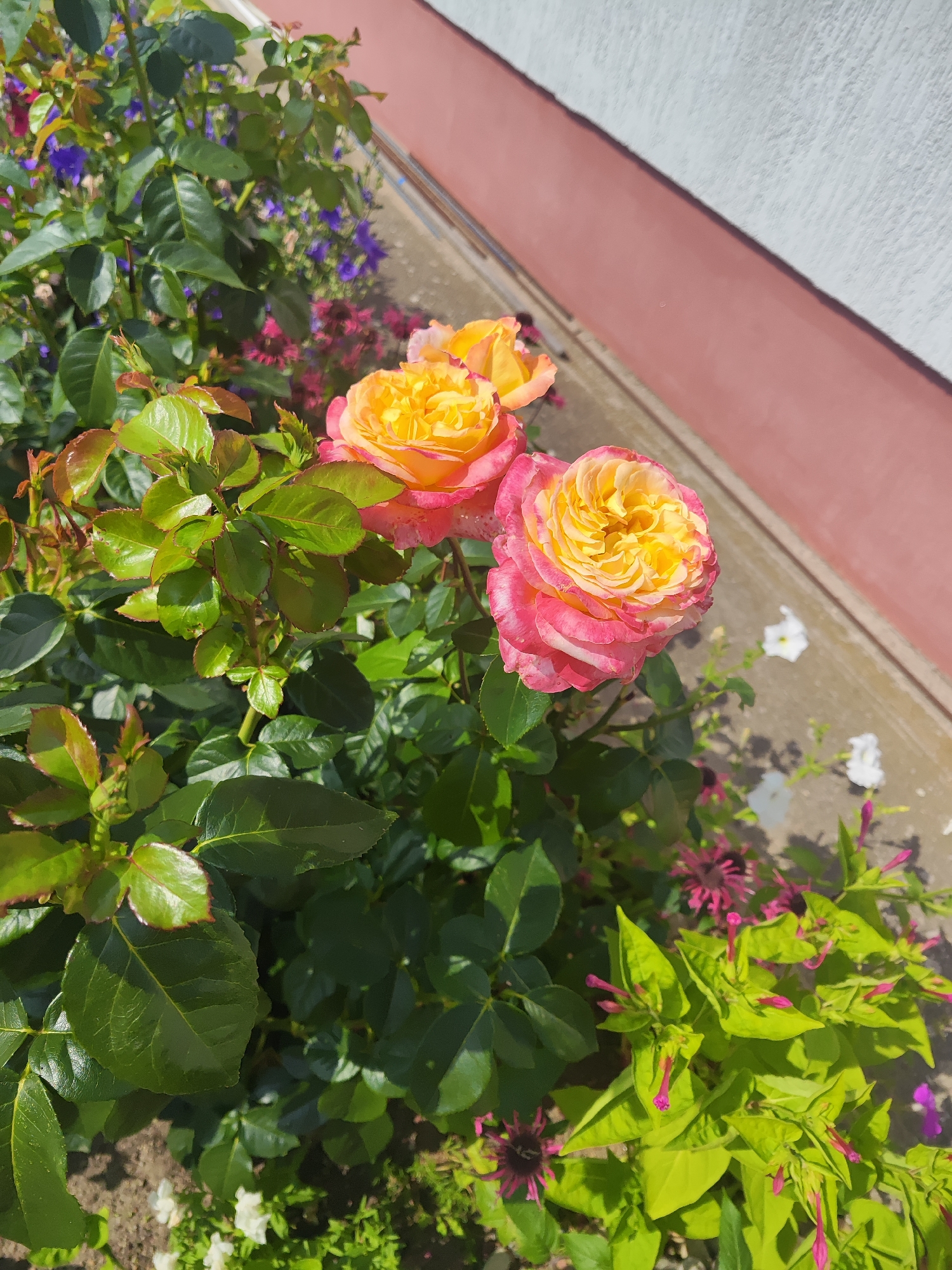 A cluster of two blooming roses, transitioning from pink at the outer petals to yellow in the center, is in the foreground of this outdoor shot. The roses are nestled amongst lush green foliage. In the background, a light-colored wall, partially painted in a muted pink, rises diagonally. The ground appears to be a mix of soil and concrete. The overall scene suggests a garden or backyard setting in Gvardeysk, Russia. No people are present.