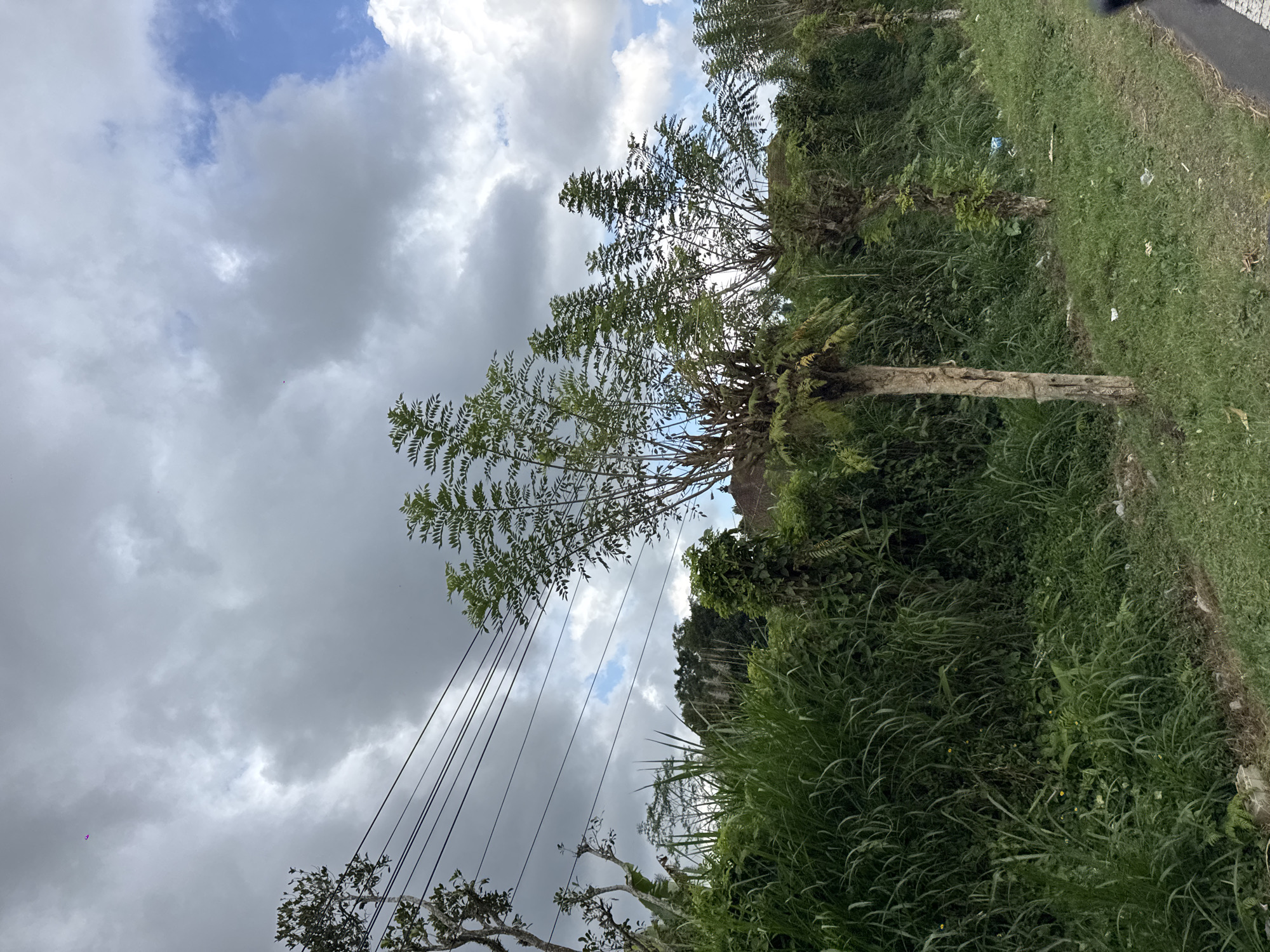 The image depicts a roadside scene in Susut, Indonesia, on a cloudy day. In the foreground, a grassy embankment lines a paved road. Several trees with bare, gnarled trunks and sparse green foliage stand along the embankment. Tall, dense green grass and other vegetation grow behind the trees. Overhead, a network of power lines crisscrosses the sky, which is filled with a mix of dark, heavy clouds and patches of bright blue sky. The overall impression is of a somewhat overgrown and natural landscape adjacent to a road, under a dramatic sky. There are no people or discernible actions in the image.