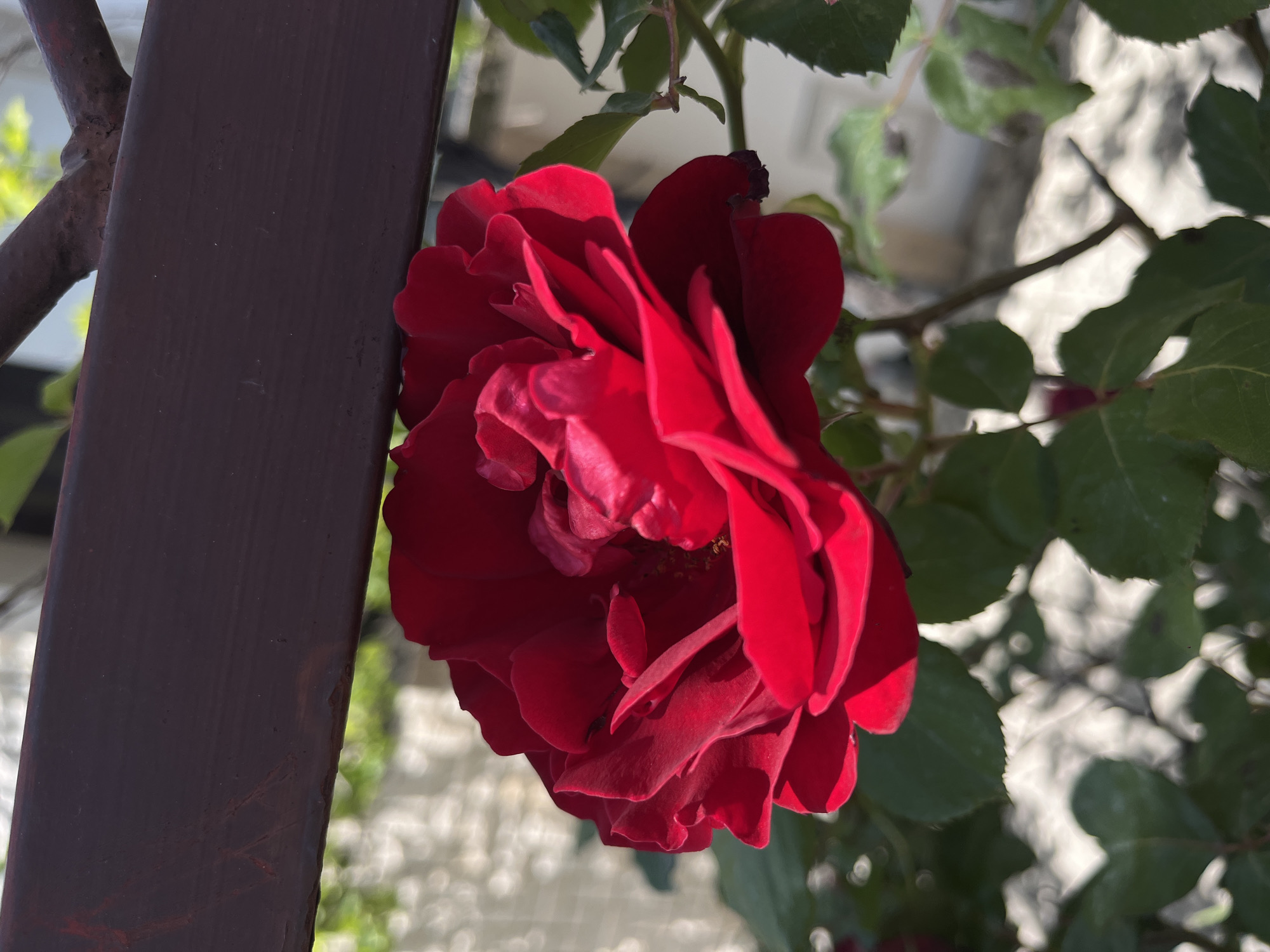 A red rose is in bloom next to a dark brown metal pole. The flower is the primary subject of the image. Green leaves and branches are visible behind the rose, and a blurred white structure is in the background. The scene appears to be outdoors, possibly in a garden or park. The location is Bečići, Montenegro.