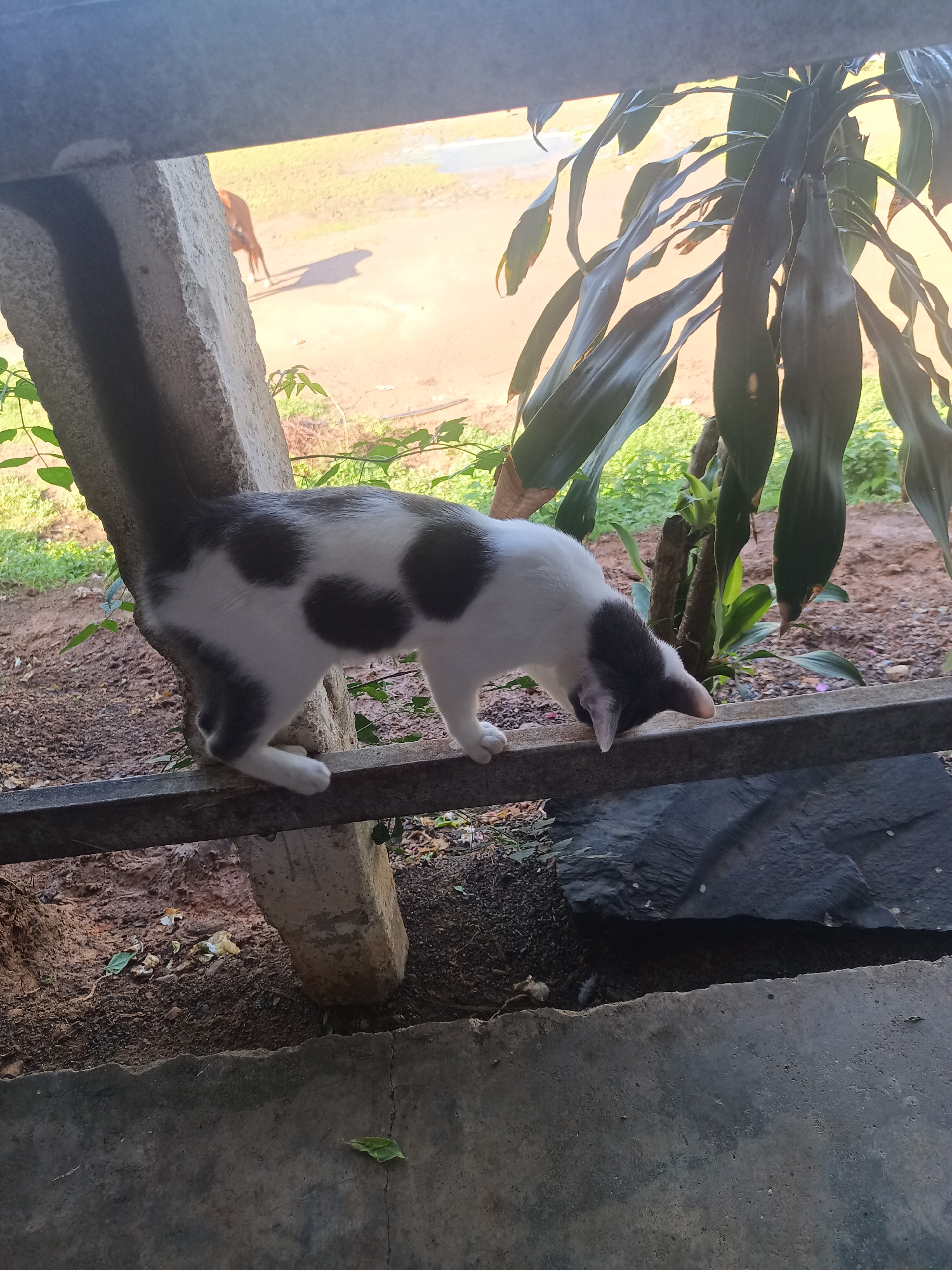 A white cat with black spots is perched on a gray metal bar. The cat is leaning forward, looking down. A concrete pillar supports the bar behind the cat. Behind the bar, there is a view of a road and a field. A brown animal, possibly a cow, is visible in the field. A green plant with long leaves is visible to the right of the bar. The ground below the bar is dirt and concrete. The location is likely Ban Tak Daet, Thailand.