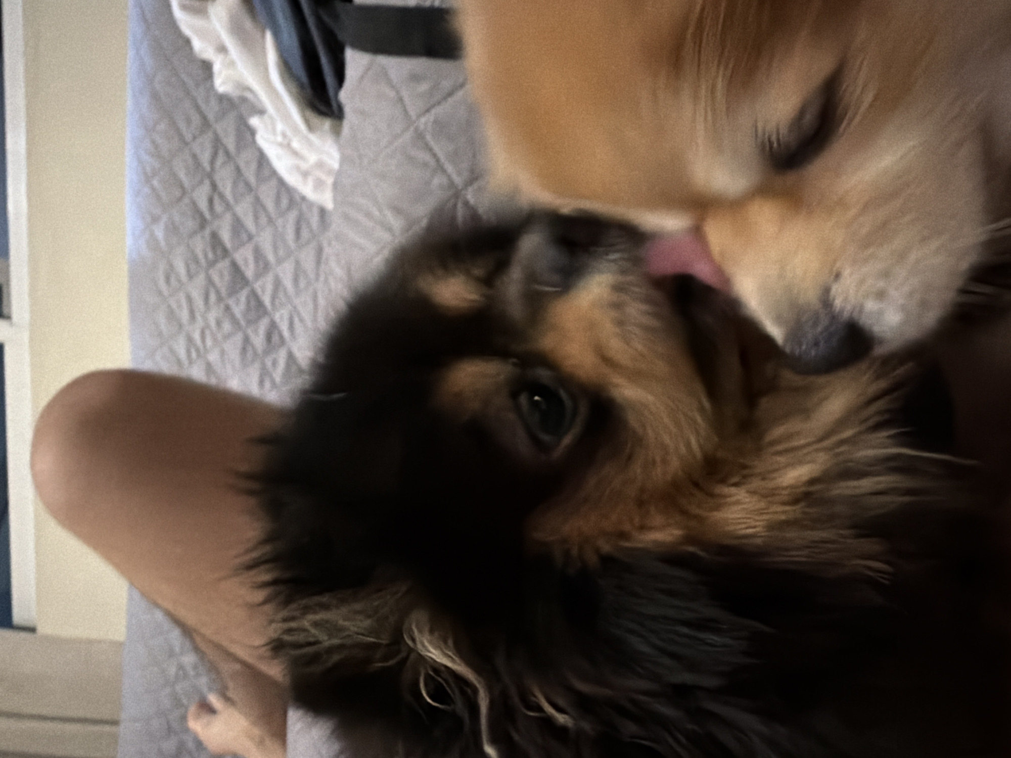 The image features two dogs in close proximity. One dog, with tan fur, has its eyes closed and is being licked by the other dog. The second dog has black and tan fur and is sticking out its tongue. A person's leg is visible in the lower left corner of the image. The scene appears to be indoors, on a bed with a light gray quilted bedspread. The setting appears to be inside a private residence. The location in the city of Cuautla, Mexico cannot be determined from the content of the image.