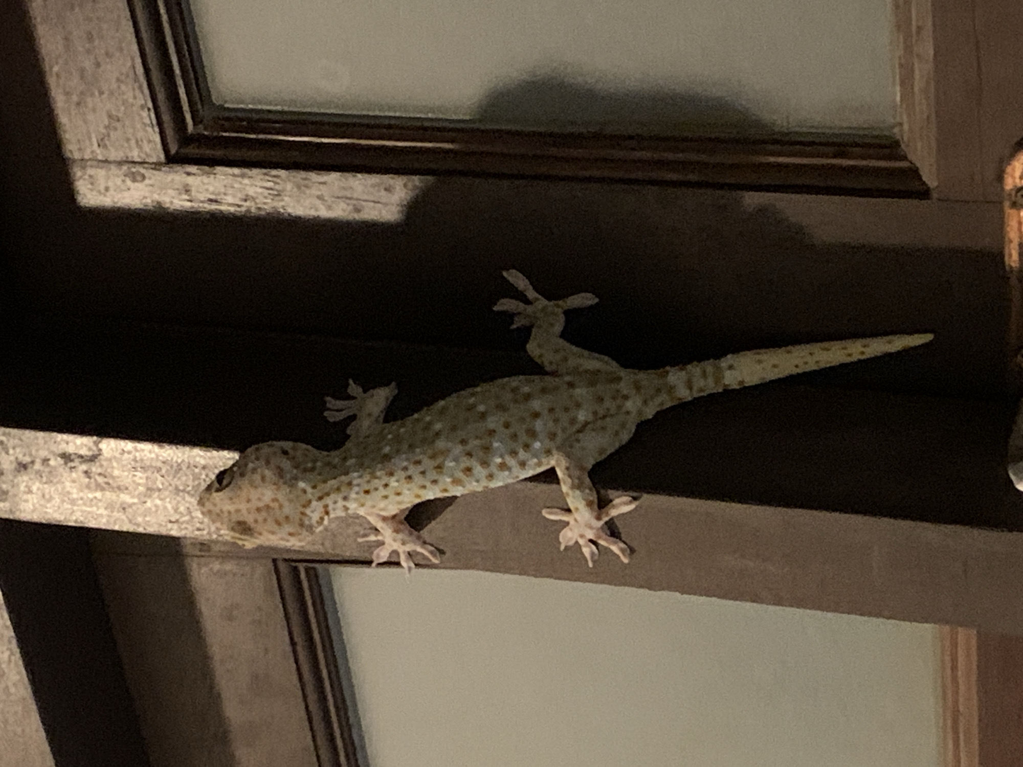 A gecko with a cream-colored body speckled with orange spots clings to a dark wooden post. The gecko is oriented vertically, with its head facing upwards. Its legs are spread wide, with distinct toes gripping the wood. The background consists of dark and light surfaces, suggesting a room with some lighting. The gecko appears to be a Tokay gecko.
