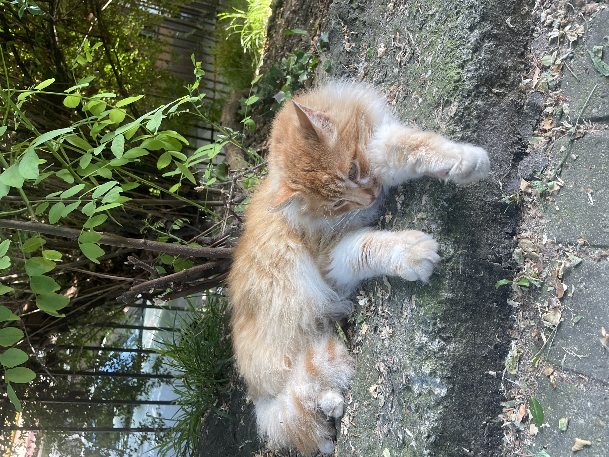 An orange and white cat is lying on its side on a concrete surface near a green bush. The cat is resting its head on its paws, with its eyes partially closed. The background shows a black fence and more greenery. The scene appears to be outdoors, possibly in a garden or park, with sunlight illuminating the cat and its surroundings. The image is taken from a slightly elevated angle.