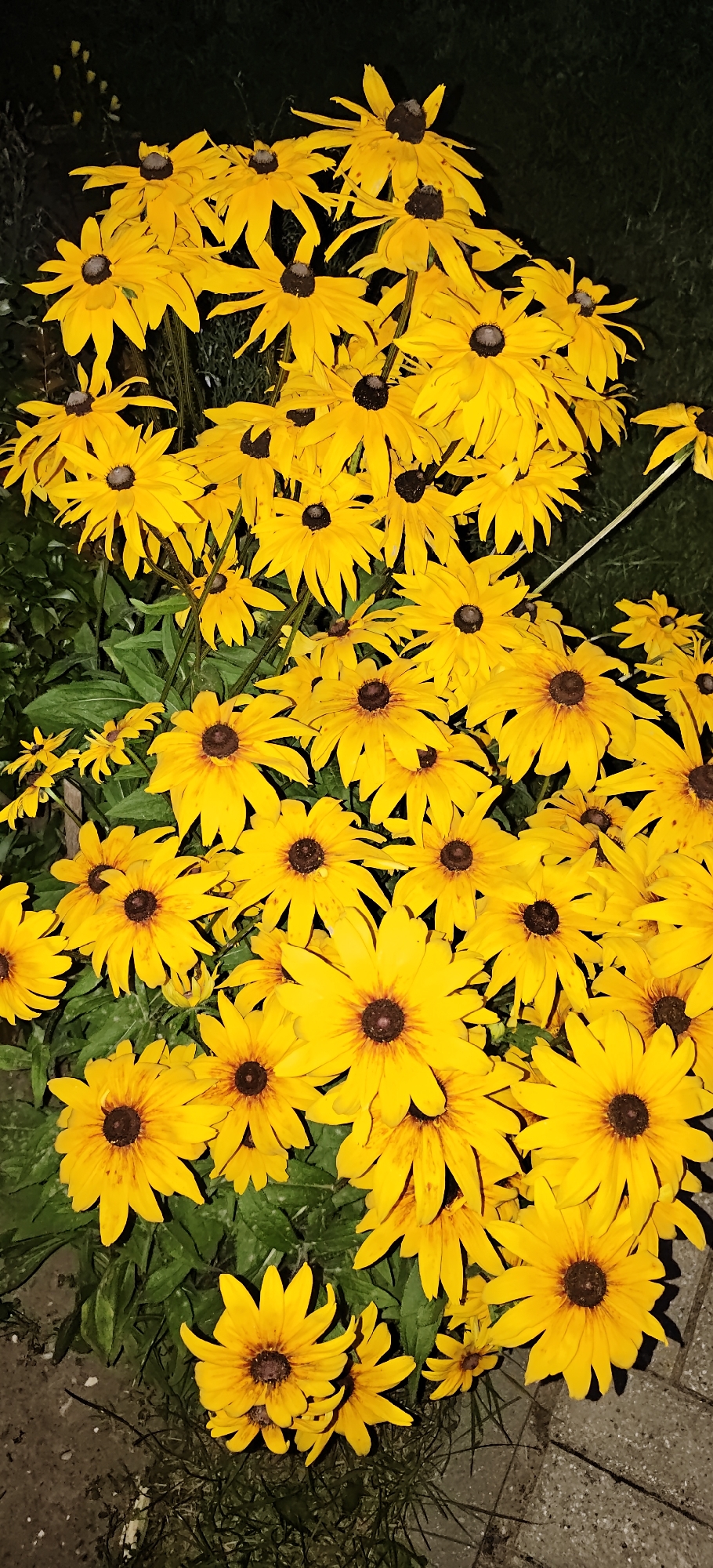 A dense cluster of bright yellow Black-eyed Susans fills the frame. The flowers have prominent dark brown centers and ray petals that are slightly pointed and somewhat droopy. The lighting suggests it is evening or night, with artificial light illuminating the blooms against a dark background. Green leaves are visible amongst the flowers. The bottom right corner shows a portion of a grey, paved surface with visible grout lines, possibly a sidewalk or patio. The overall scene is of a garden or a planted area in a residential or public space. The location is identified as being in the city of Noginsk, Russia. There are no people or animals visible in the image.