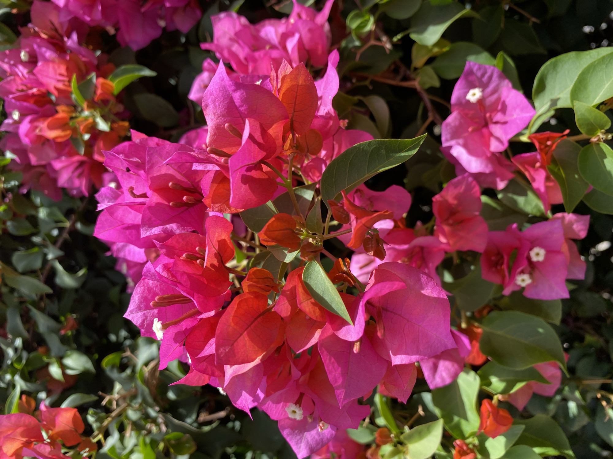 The image shows a close-up of a bougainvillea bush. The flowers are mostly pink and reddish-orange, with a few green leaves visible. The white specks in the flowers are the actual flowers of the bougainvillea. The image does not provide any information related to the location or the city of Barakin Angundi, Nigeria. No people, subjects, objects, actions or interactions are visible other than the flowers and leaves. The environment consists solely of the bougainvillea plant.